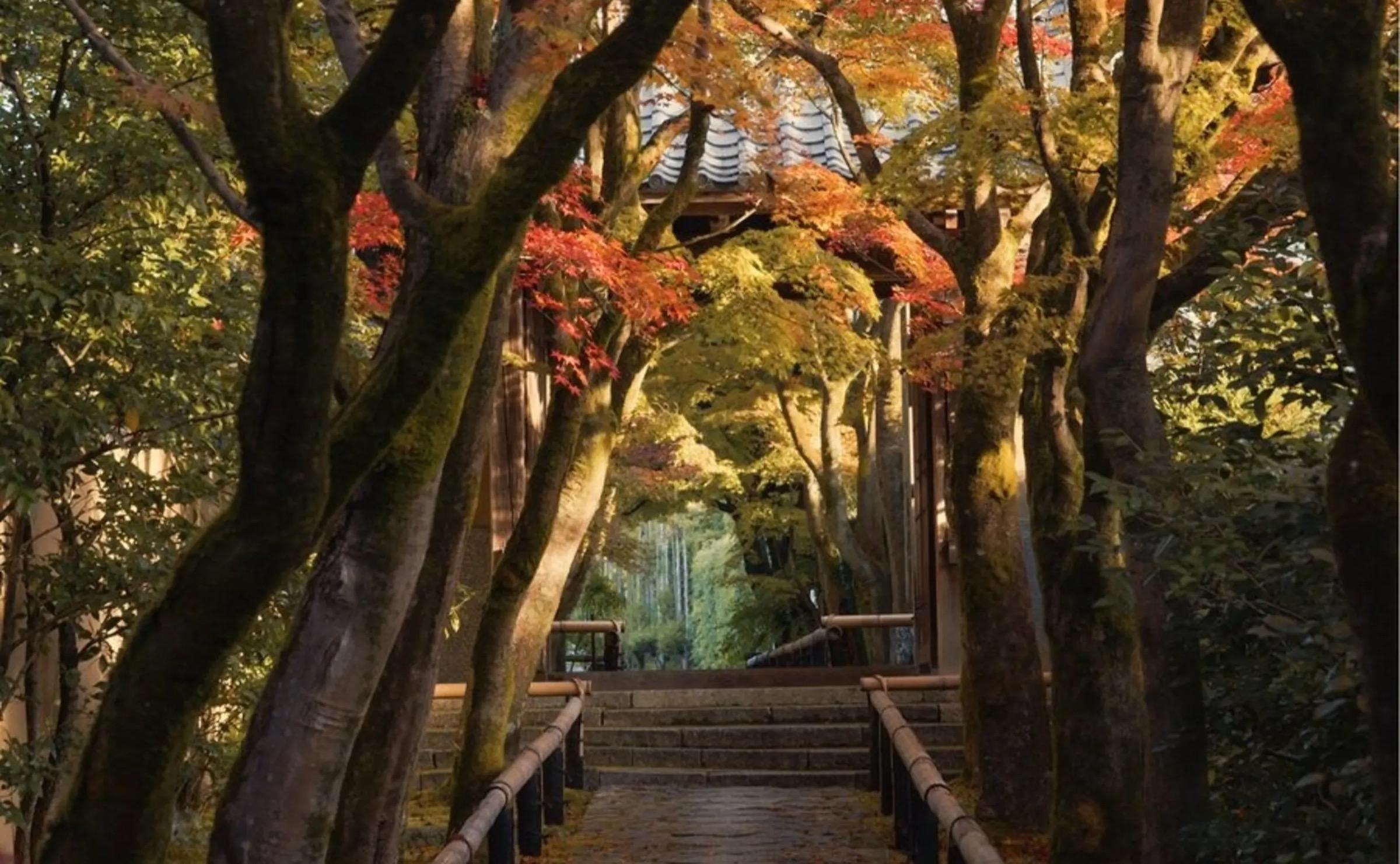 A covered stone stairway climbs through a canopy of autumn maples toward a traditional roofed gate.