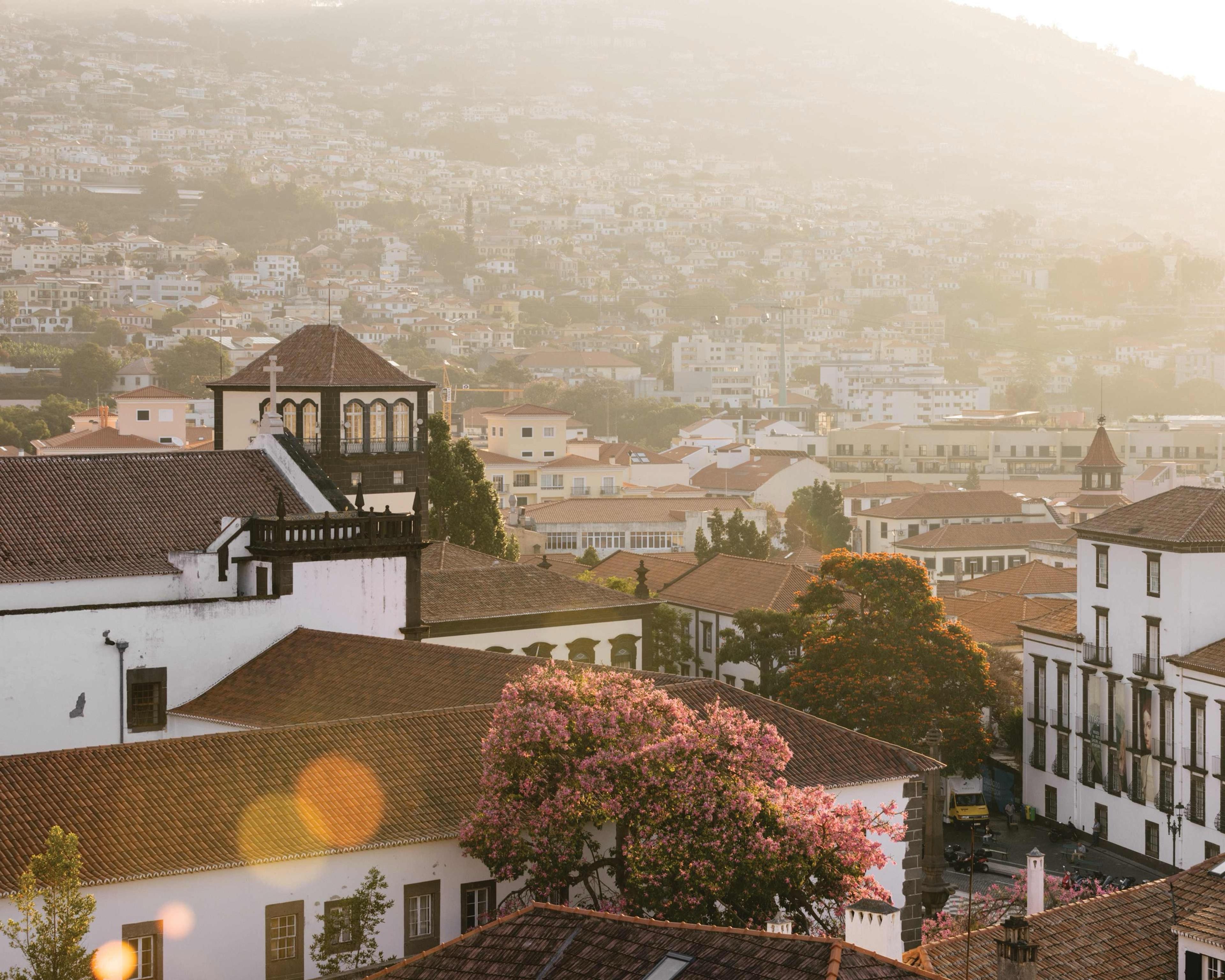 A hazy elevated view looks over the terracotta roofs and white walls of Funchal, a flowering tree in the foreground and hills fading into haze behind.