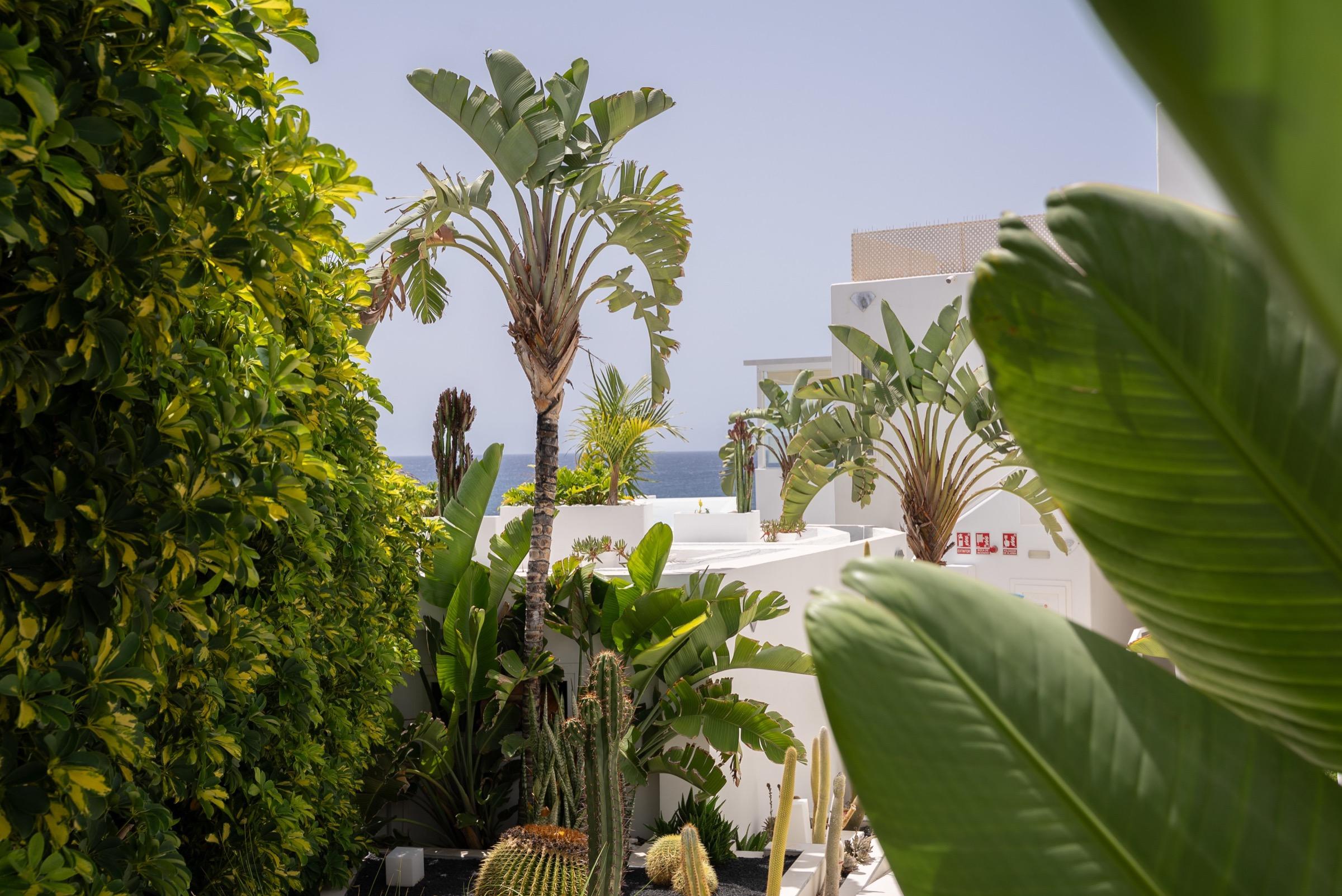 Palm leaves, cacti and tropical plants on a terrace, with white buildings and the sea visible beyond.