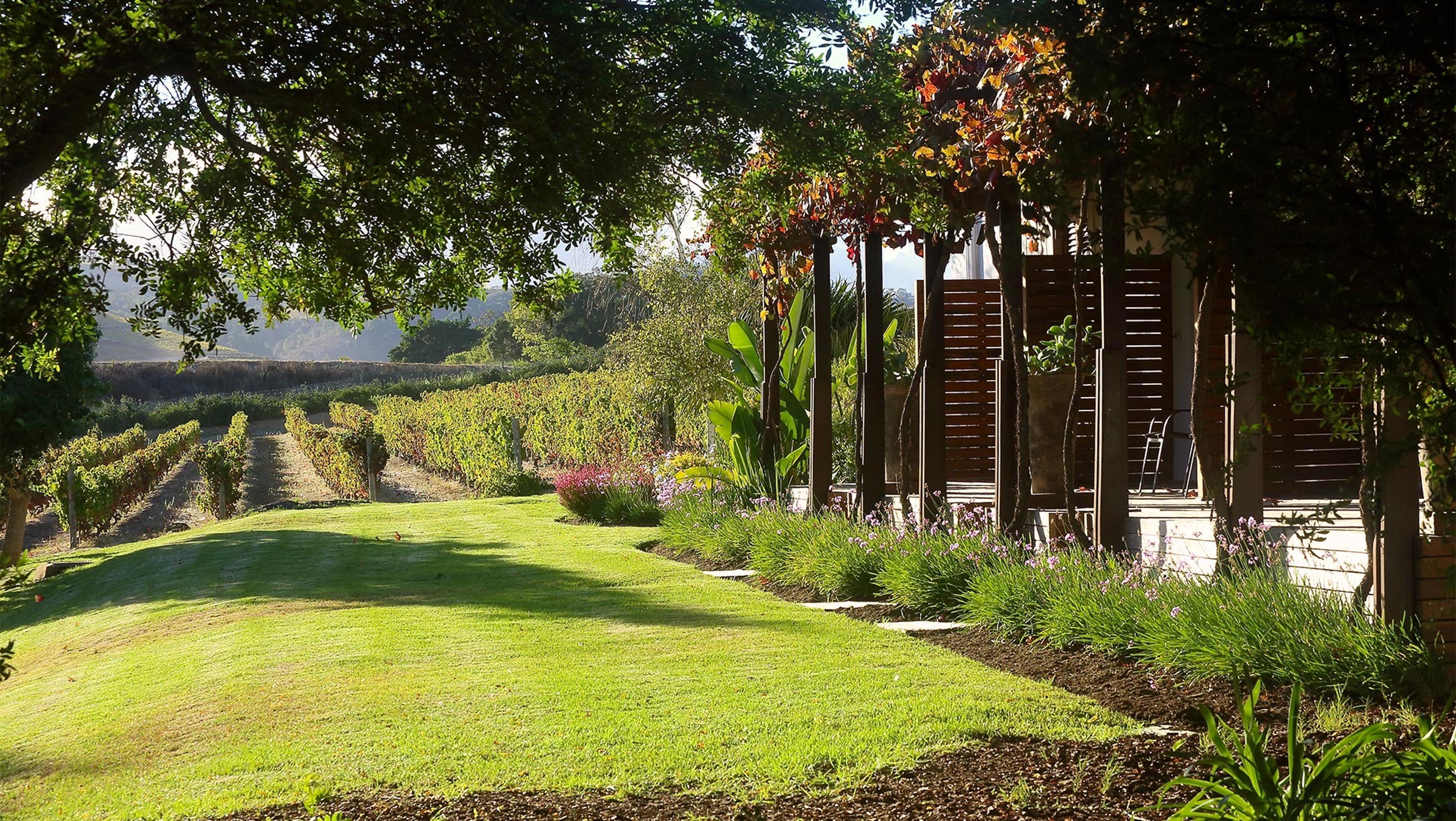 A sloping lawn with a bed of lavender along a timber-screened terrace, vines on the slope beyond, and a tree overhead.
