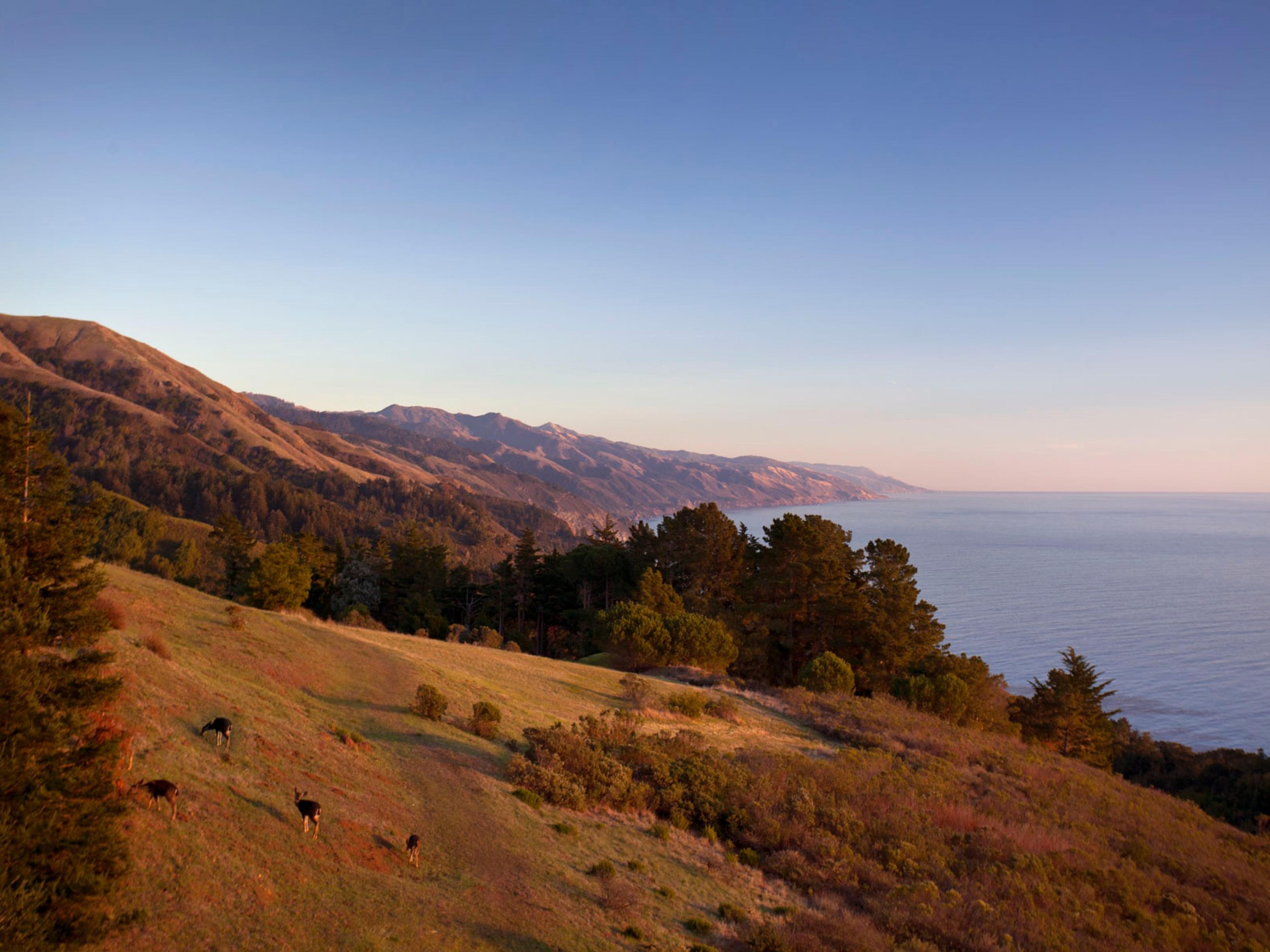 A grassy hillside above the Pacific at dusk, deer grazing below the pines and the Santa Lucia Mountains running south into haze