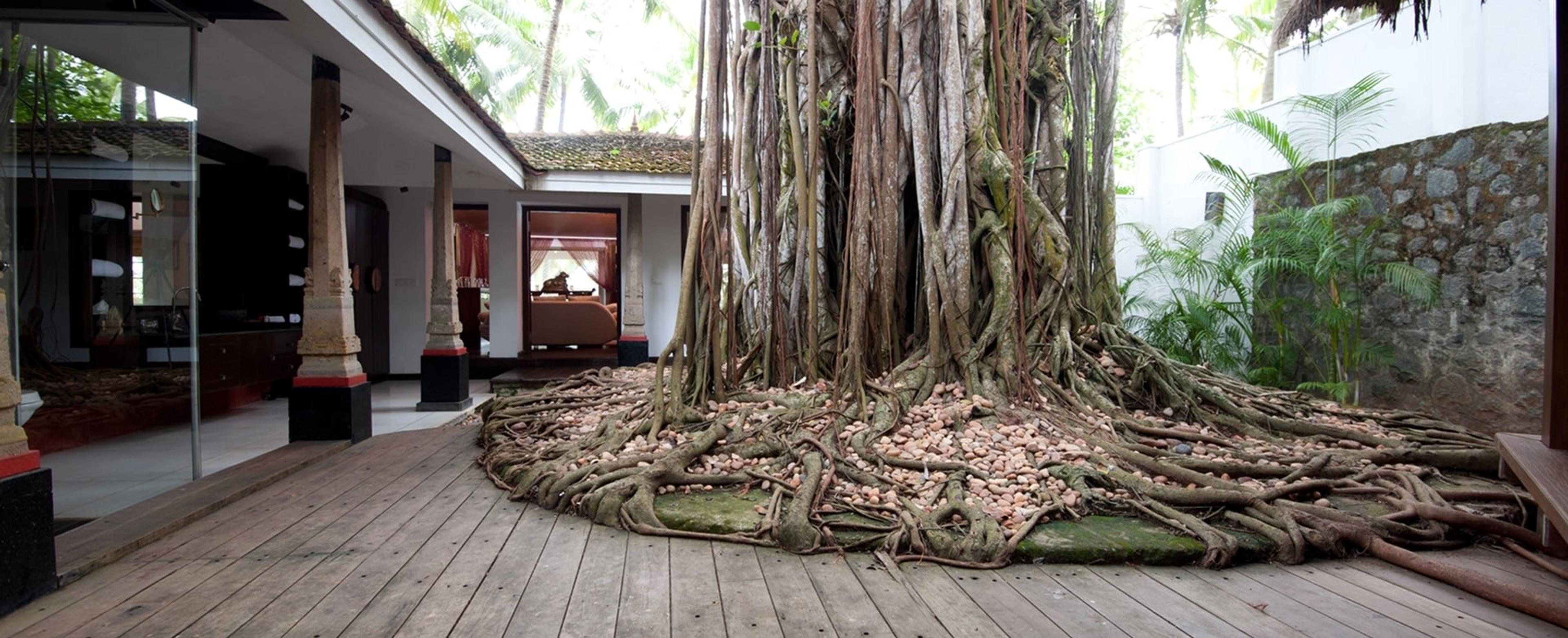 the exposed, tangled roots of a huge banyan tree growing through a wooden deck beside a cottage