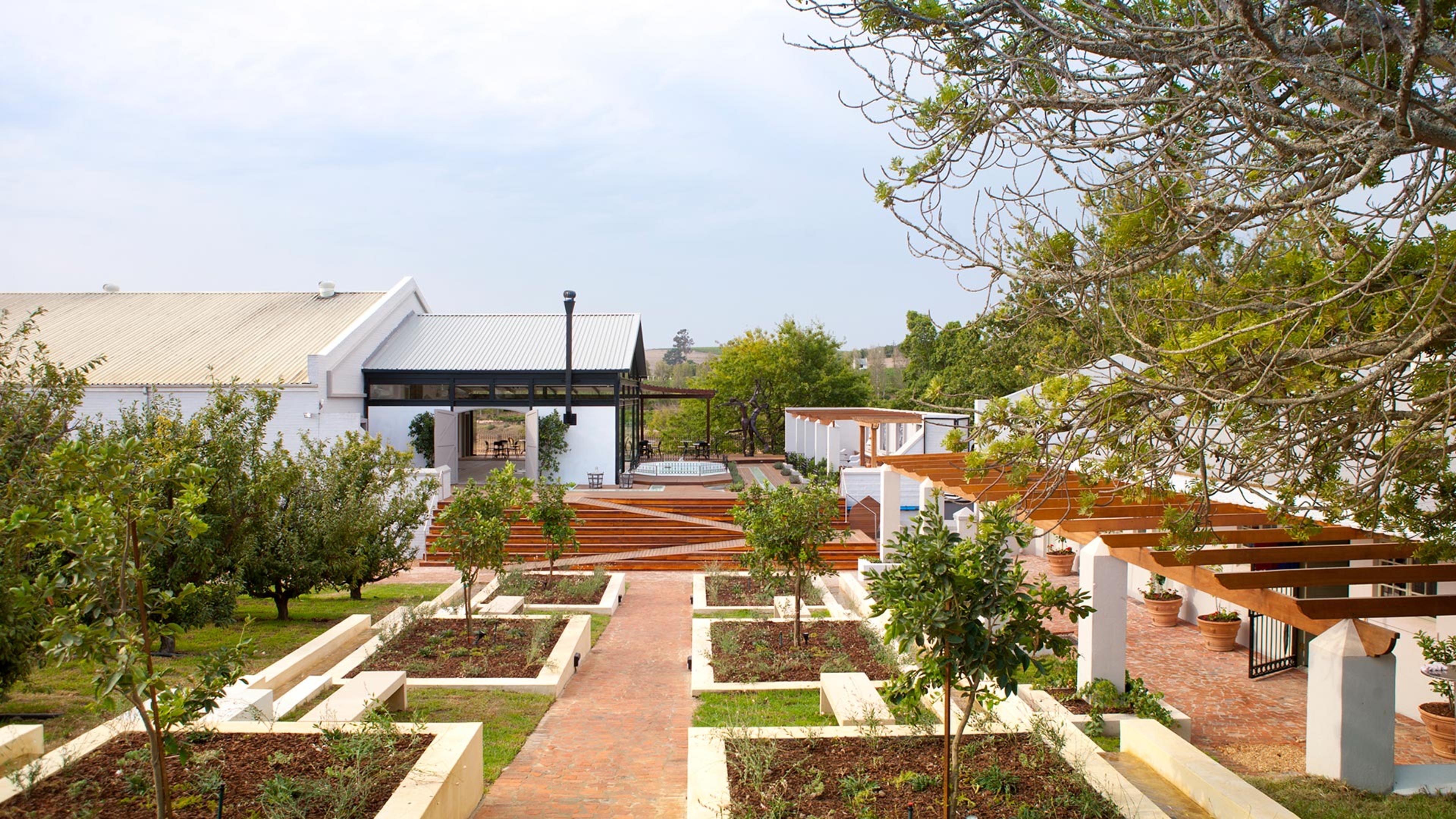 Raised beds of young citrus trees along a brick path, with white buildings and a timber pergola behind them.