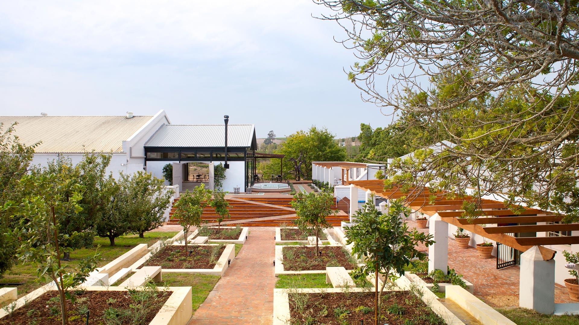 Raised beds of young citrus trees along a brick path, with white buildings and a timber pergola behind them.