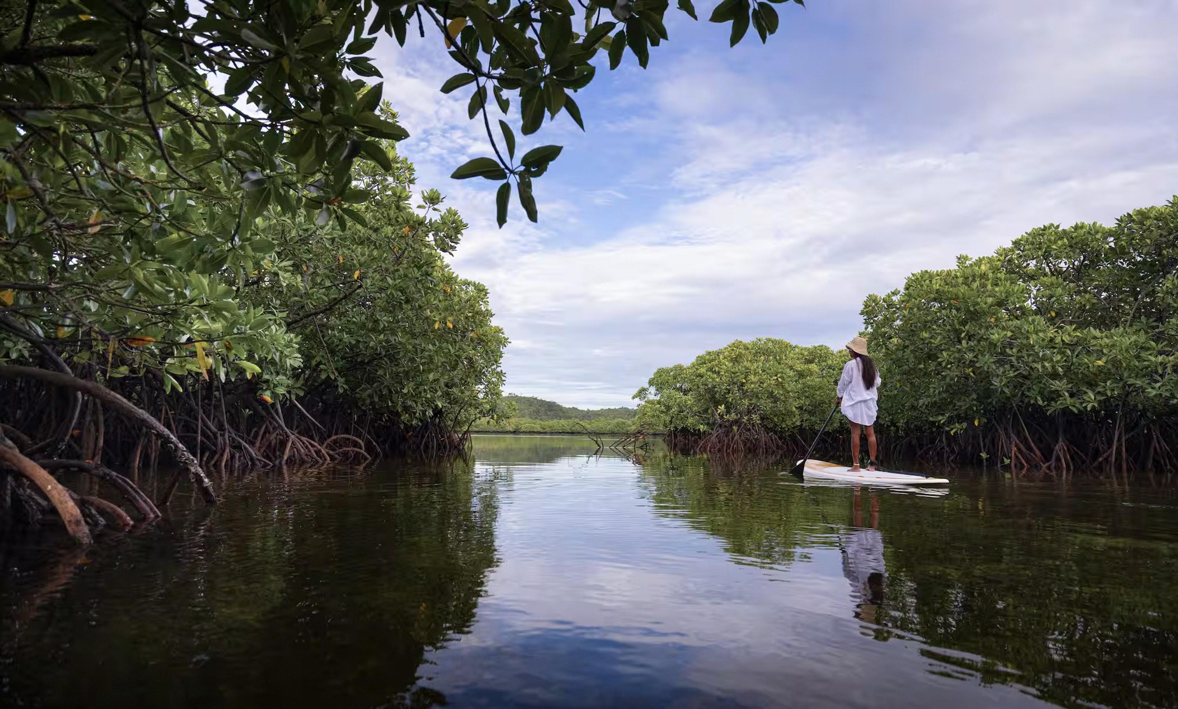 A person on a paddleboard moving through a narrow mangrove channel lined with arching roots, reflected in still water.