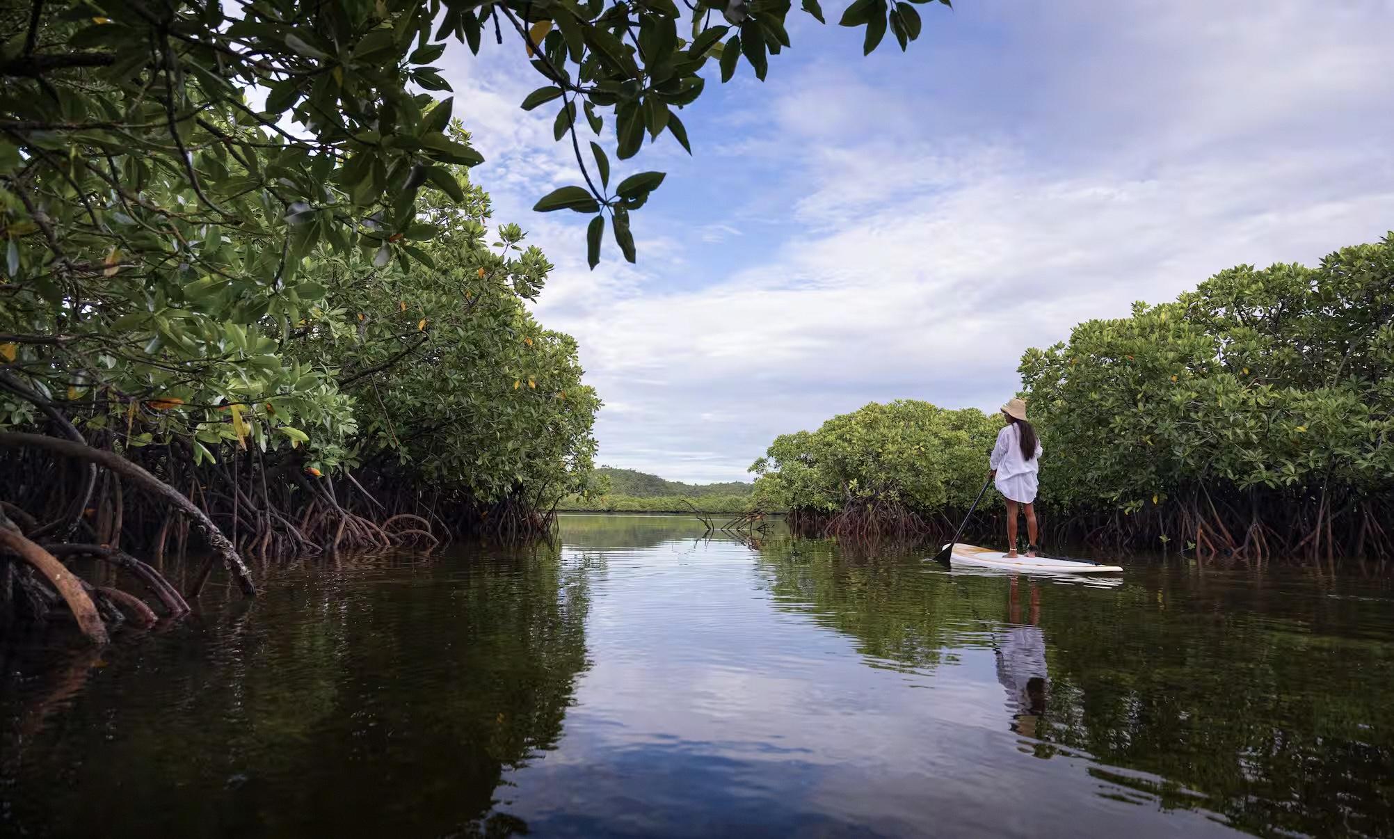 A person on a paddleboard moving through a narrow mangrove channel lined with arching roots, reflected in still water.
