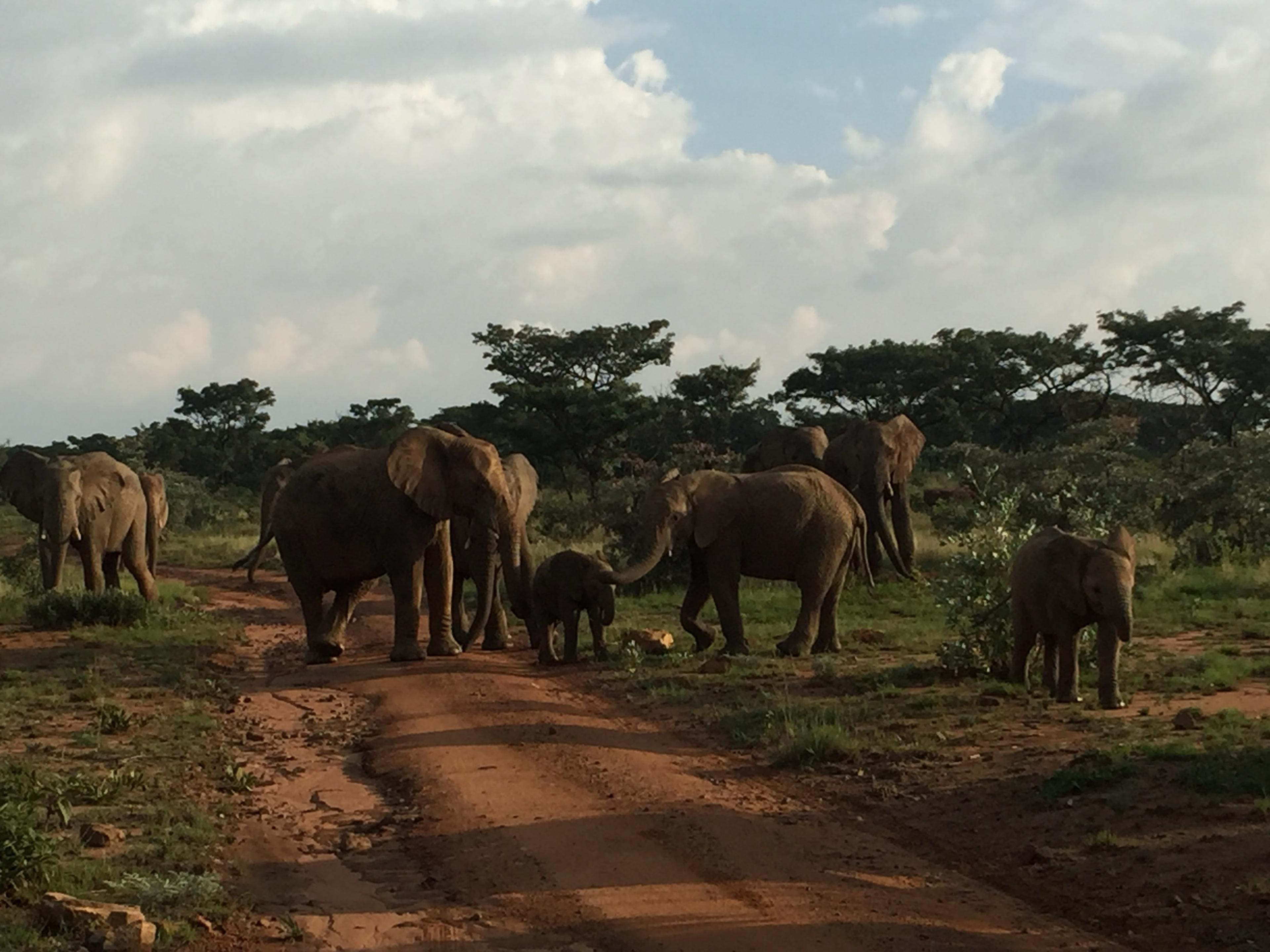 A herd of elephants with calves crossing a red dirt track at Welgevonden in the evening light