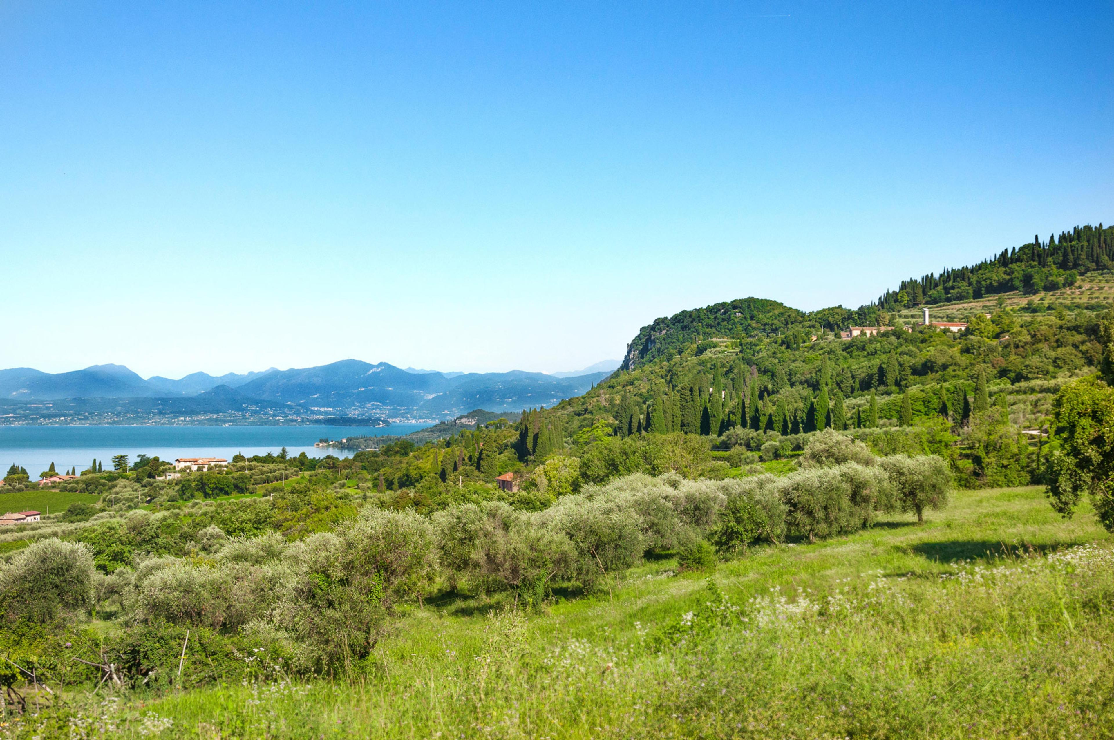 A hillside of olive groves and long grass sloping down towards a distant lake and mountains.