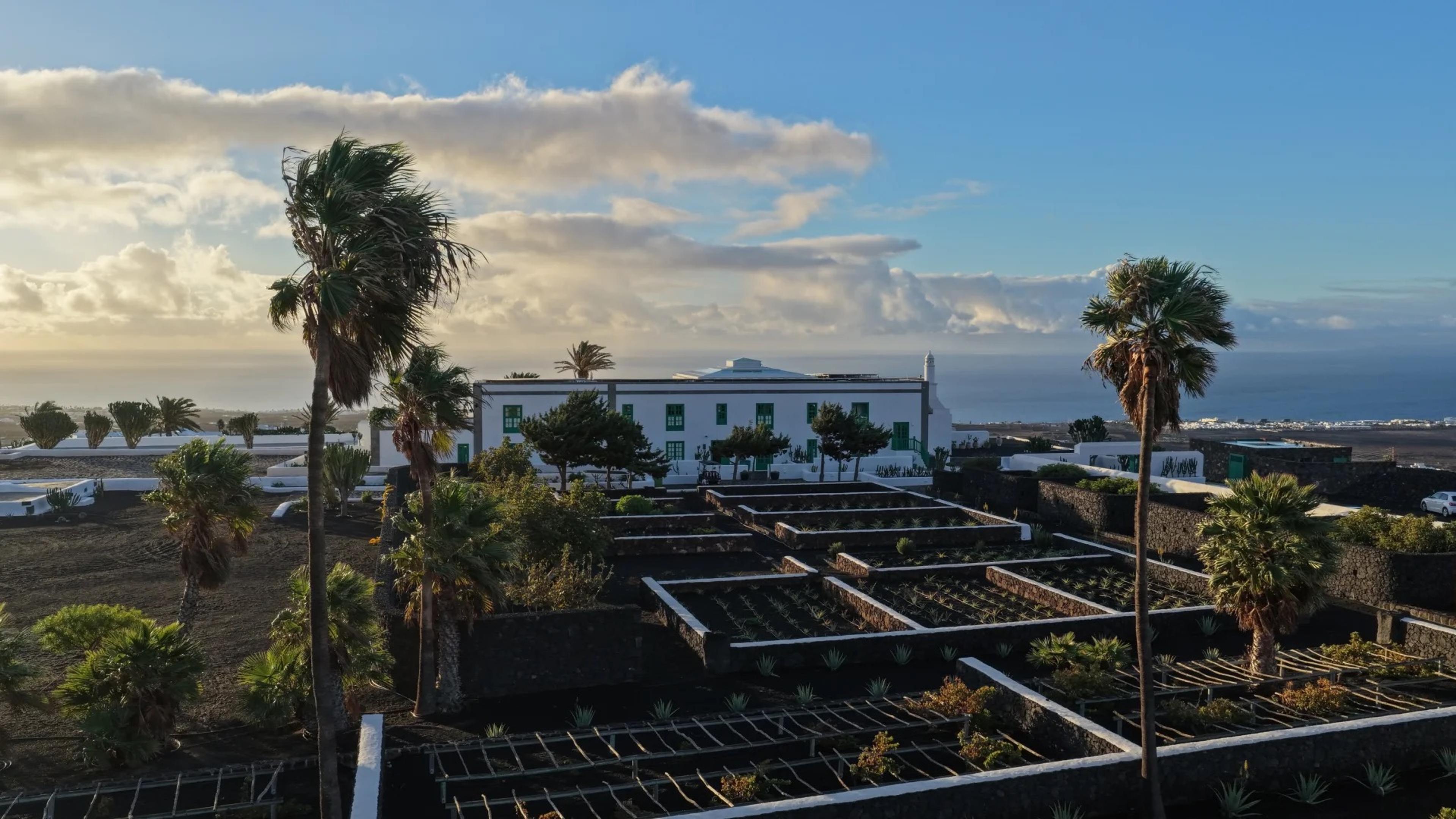 A white hotel building with green-shuttered windows seen across rows of young plants in black volcanic soil, with palm trees and the sea visible in morning light.