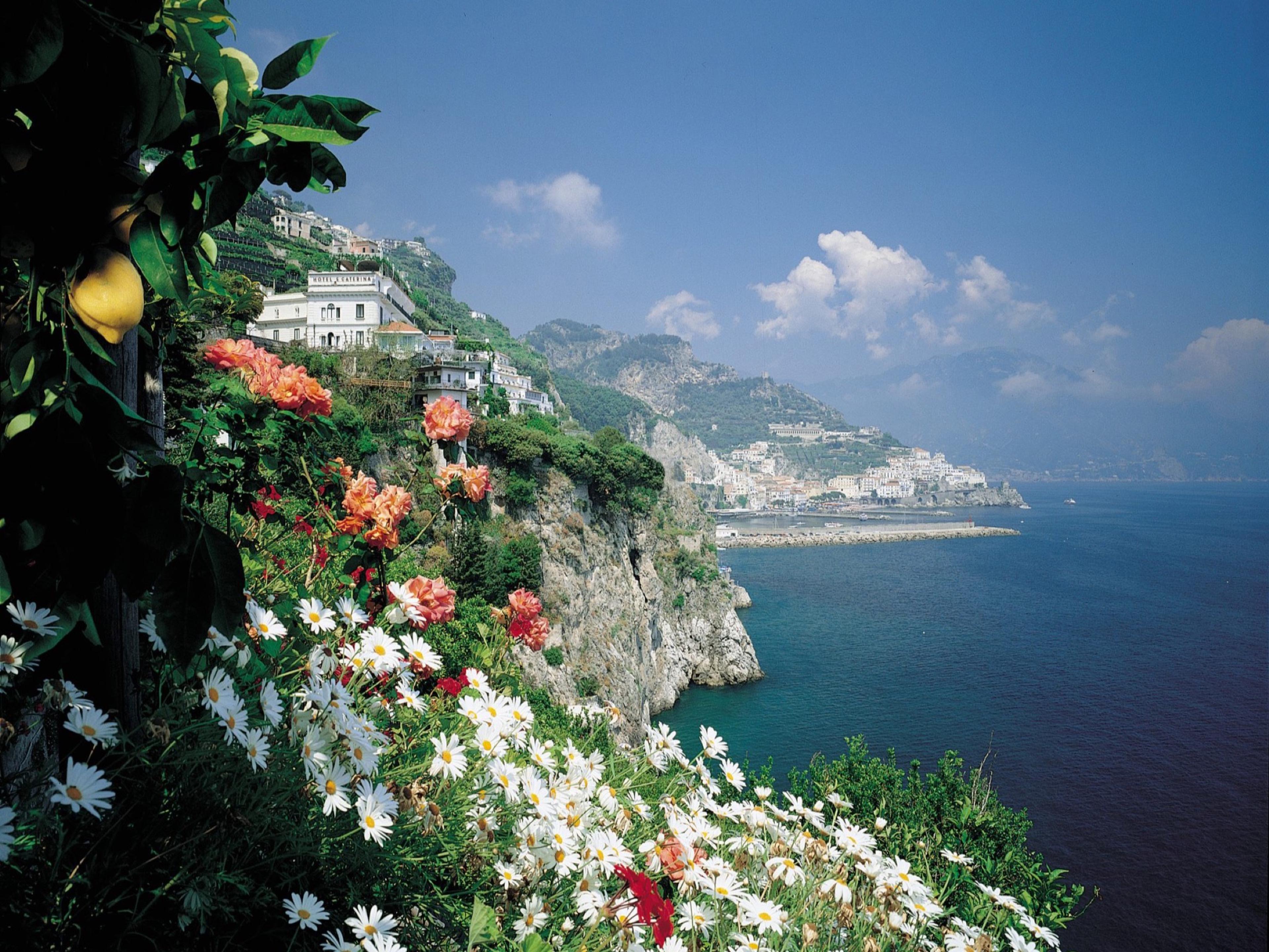 Daisies, roses and a lemon tree above the cliffs, with the white town of Amalfi on the shore beyond