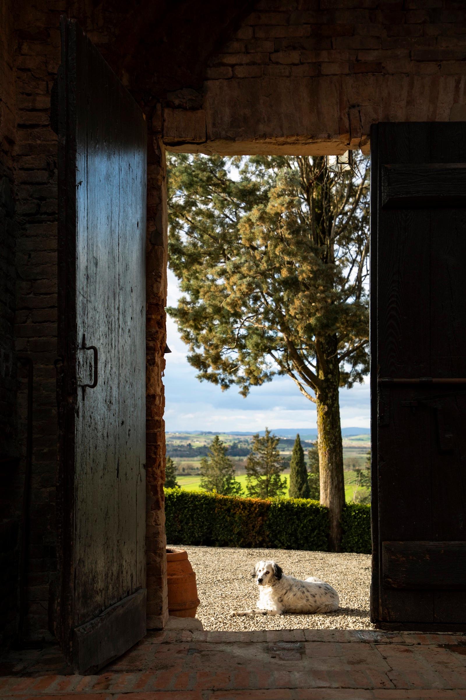 An open stone doorway with a dog lying on the gravel outside, pine trees and a hedge beyond.