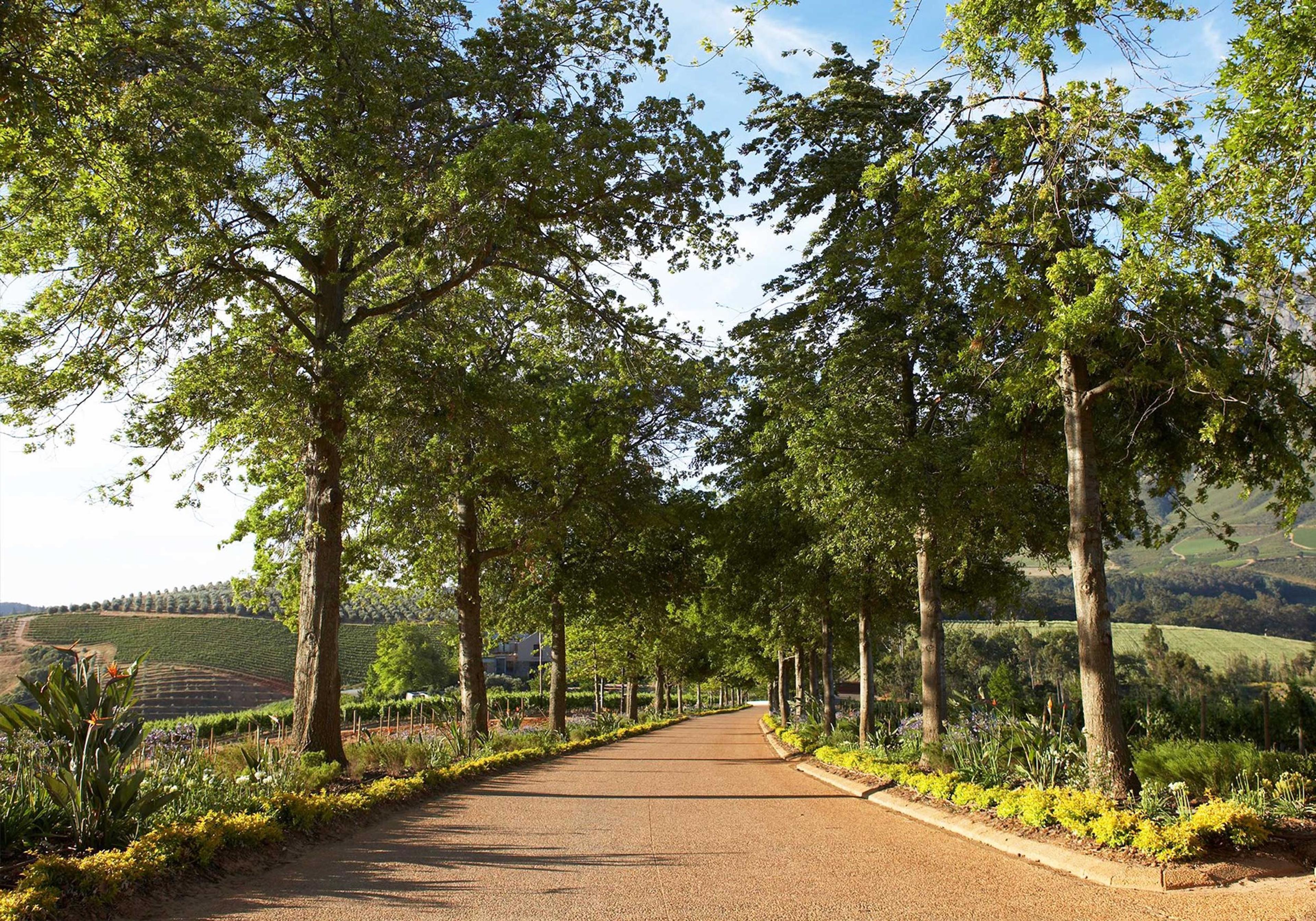 A paved driveway lined with tall trees and flowering shrubs leads towards distant vineyards.