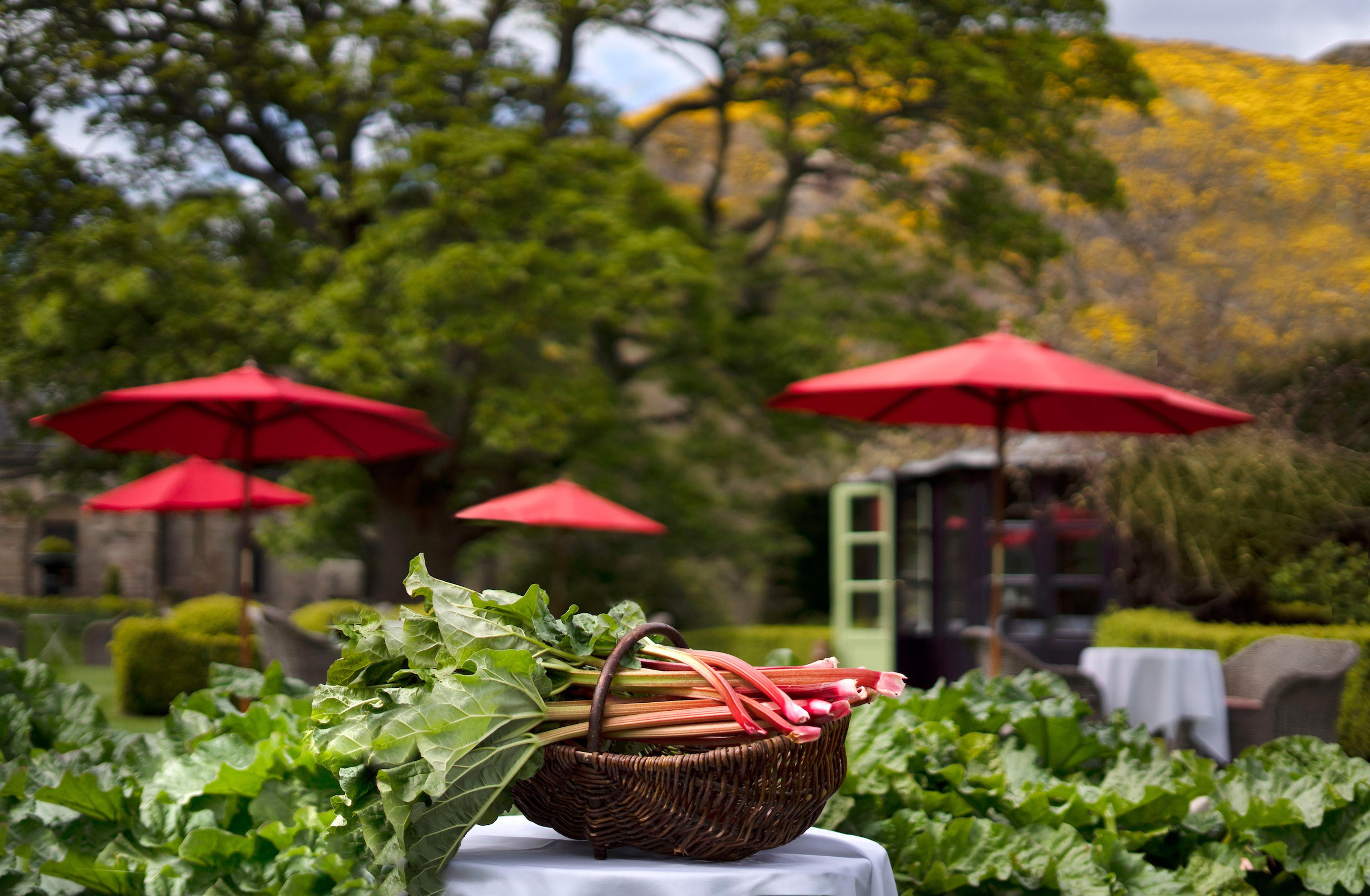 a basket of freshly picked rhubarb sits among leafy plants in a walled garden, with red umbrellas and hills beyond