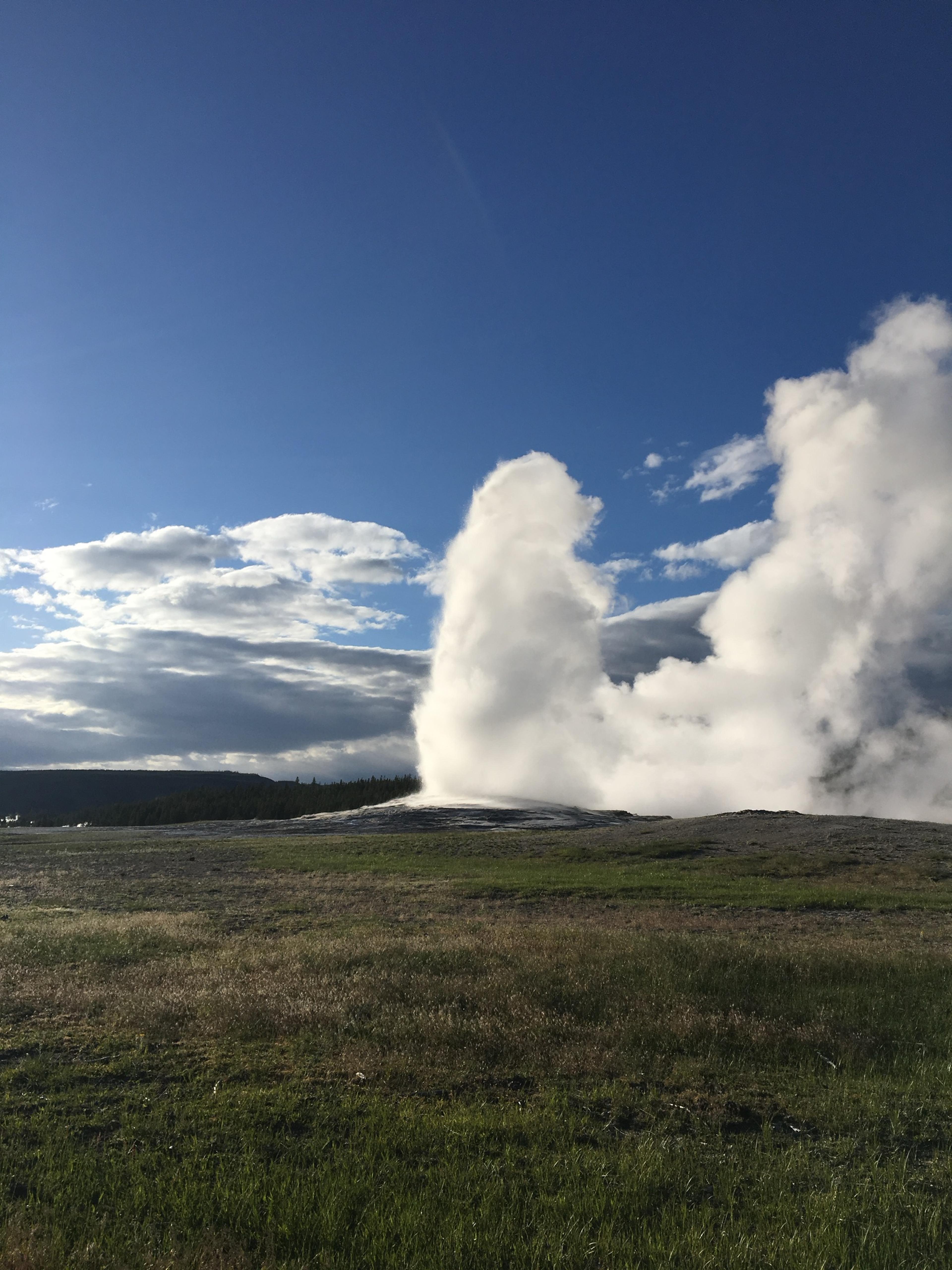 Old Faithful erupting, a column of white steam rising from flat ground against a blue sky