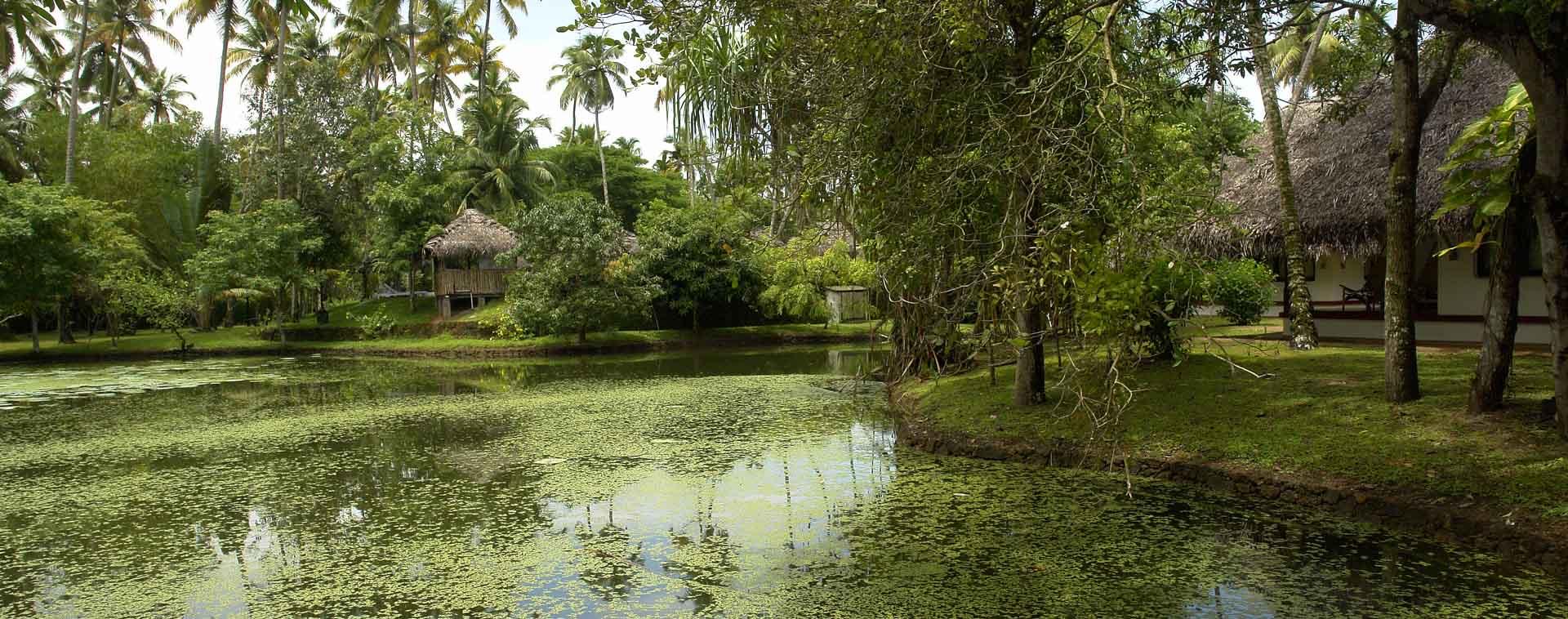 A pond covered in lily pads in front of thatched cottages, framed by palm trees and shrubs.