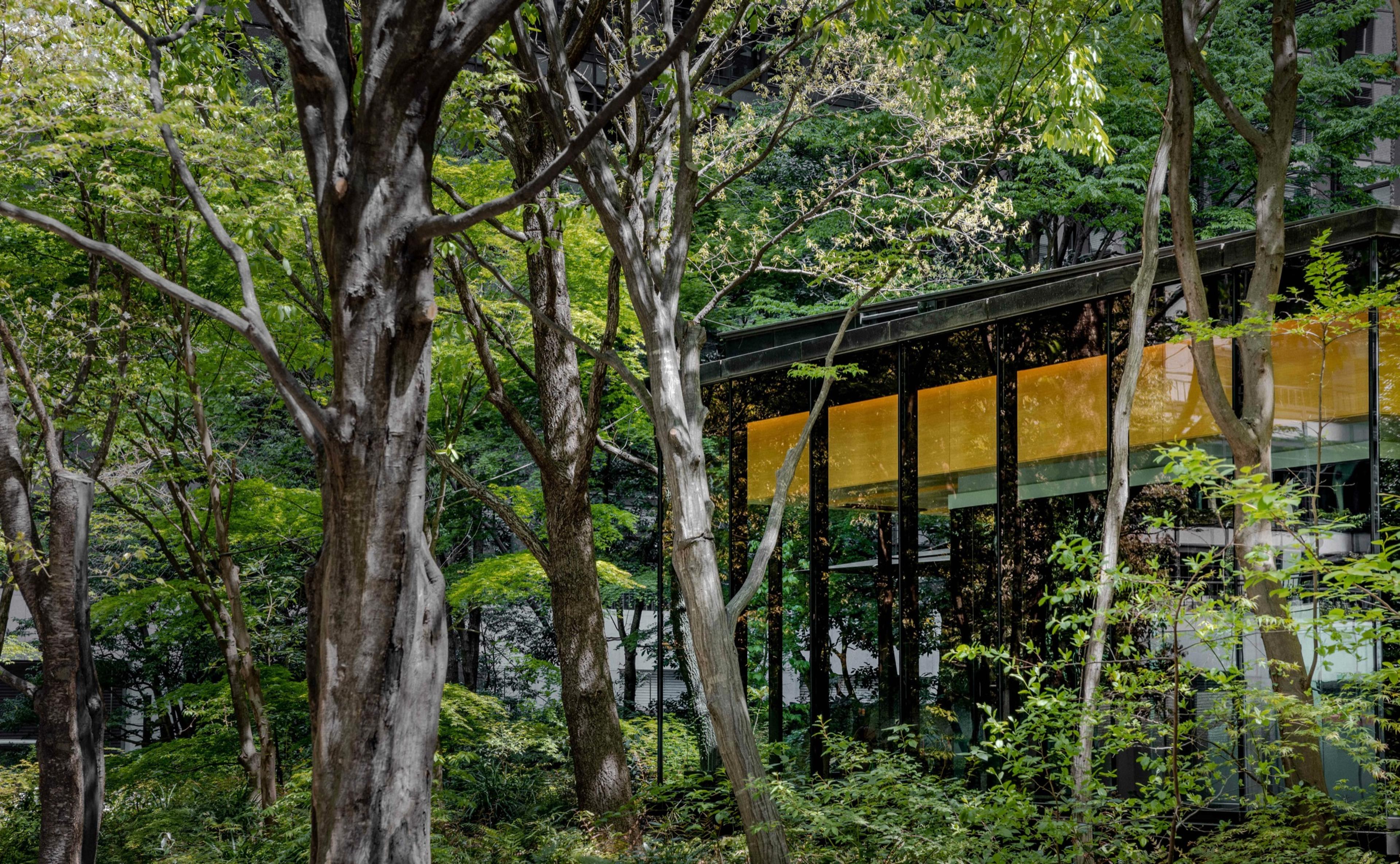 A low glass pavilion lit by daylight, set amid dense trees and undergrowth.