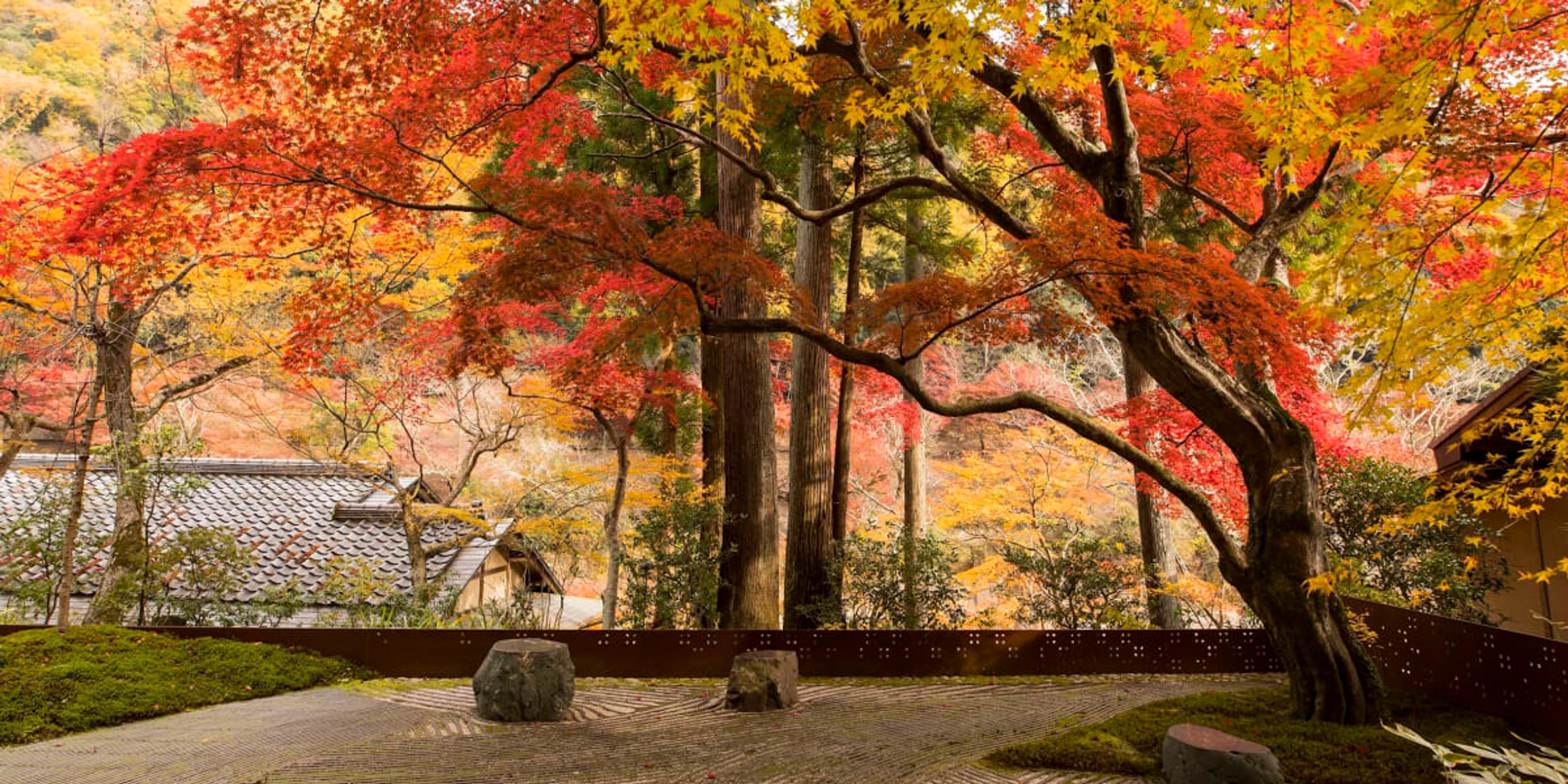 A gravel garden under maples in full autumn red and orange