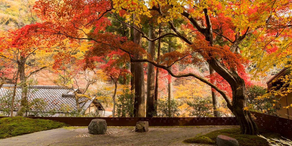 A gravel garden under maples in full autumn red and orange
