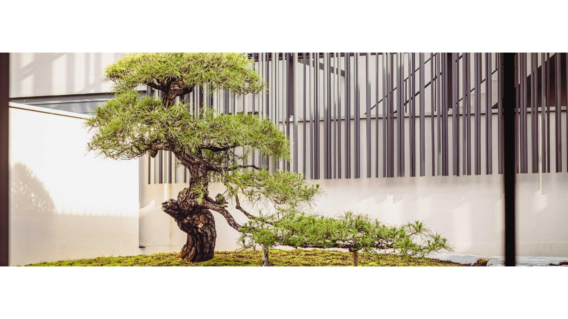 A gnarled pine tree trimmed into a low spreading shape, standing on moss in a courtyard against a slatted building facade