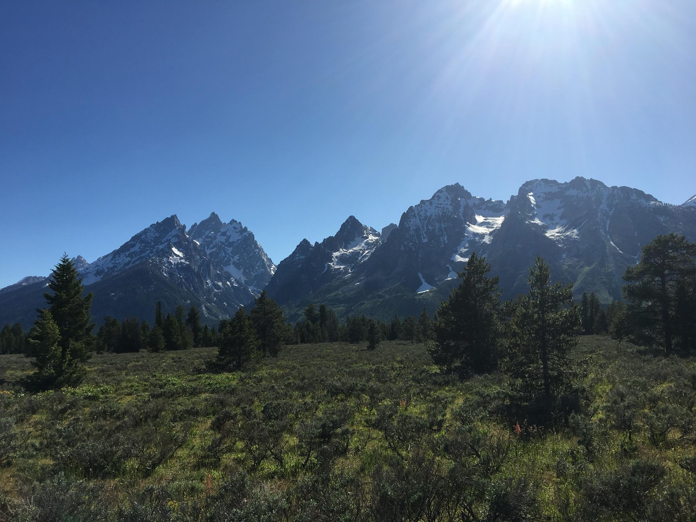 The jagged, snow-streaked peaks of the Teton Range above a meadow of sagebrush and pines, under a clear blue sky