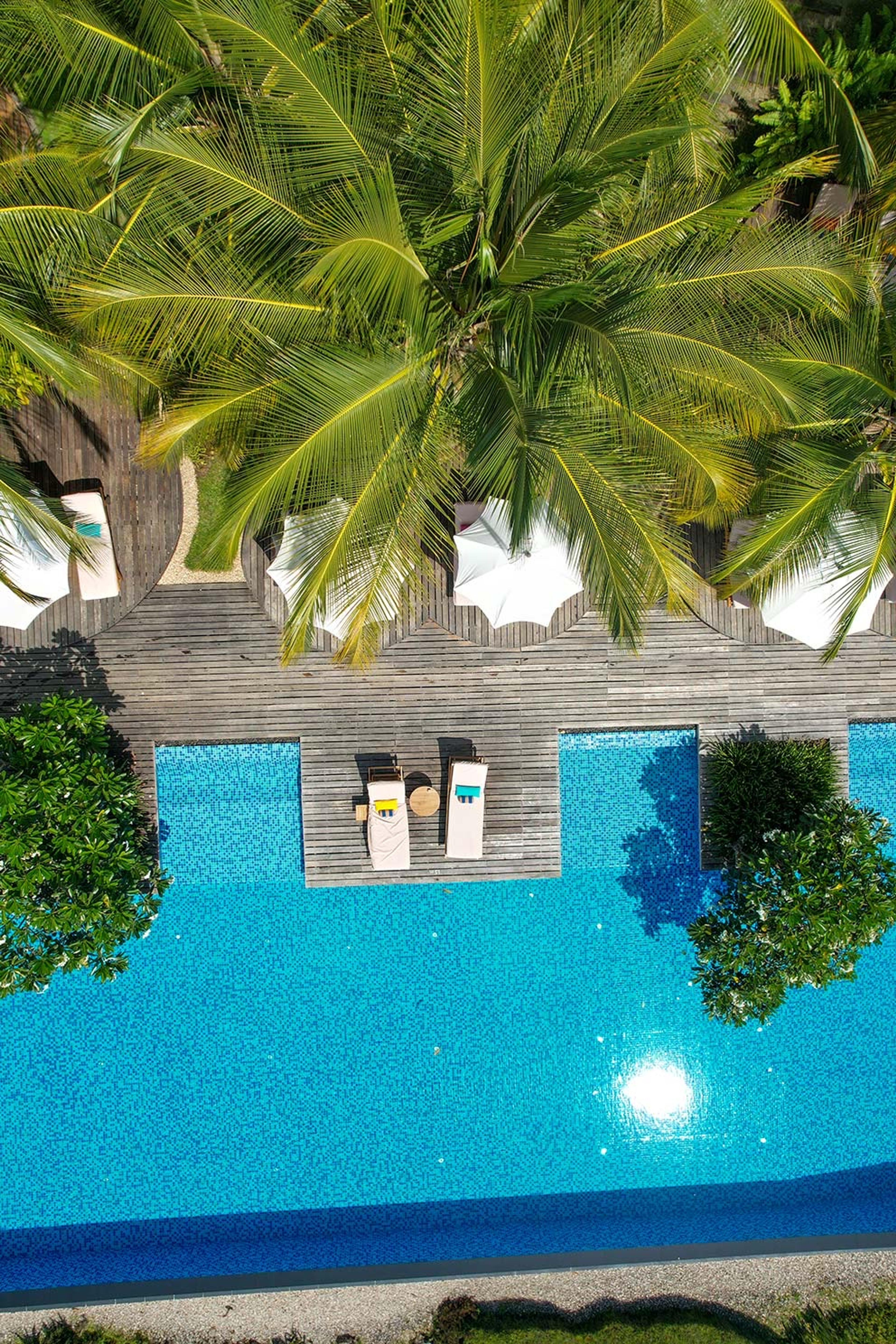 a pool seen directly from above, with sun loungers and umbrellas on a wooden deck shaded by a palm tree