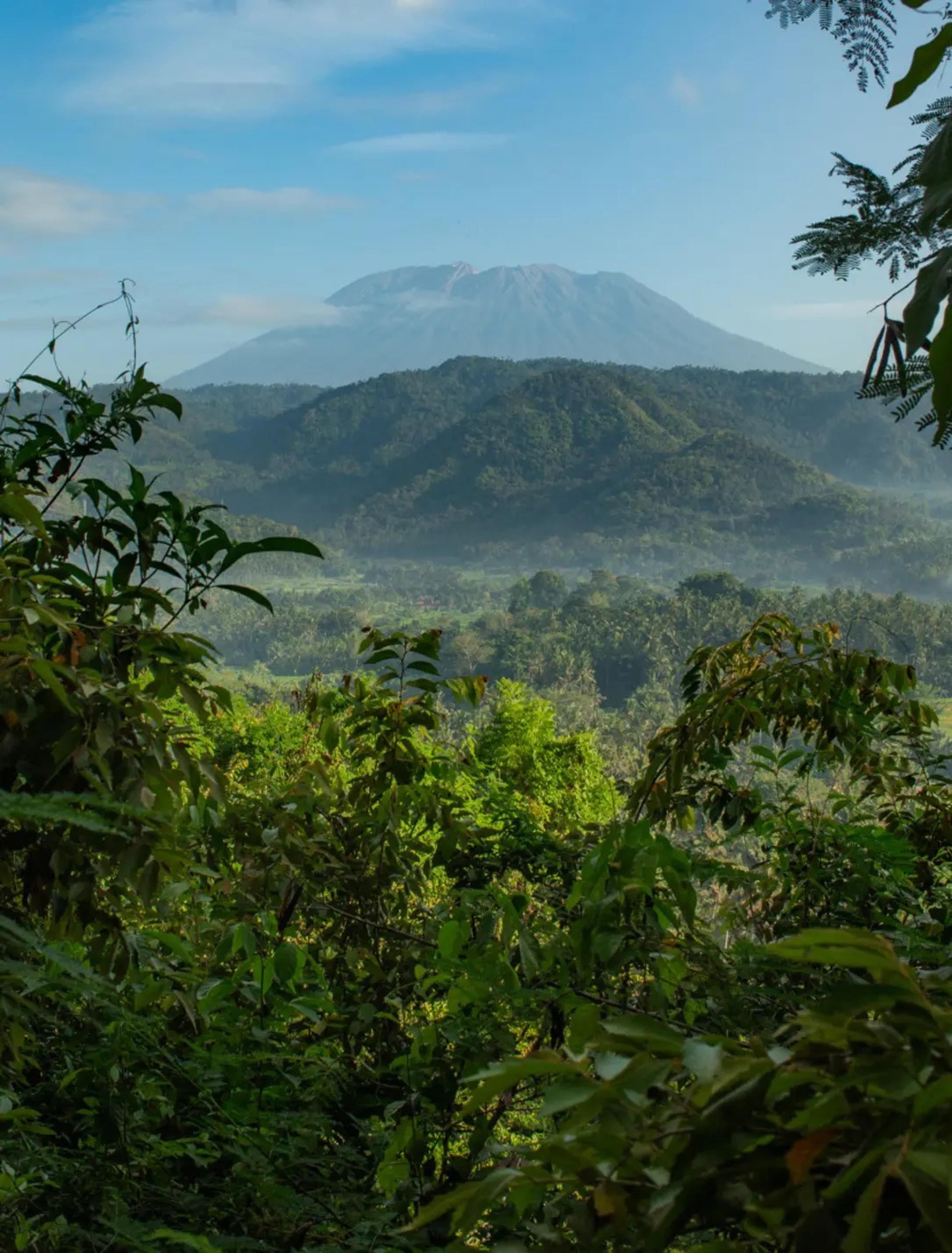 A hazy green valley and forested hills rise toward a volcano's peak, seen through branches in the foreground.