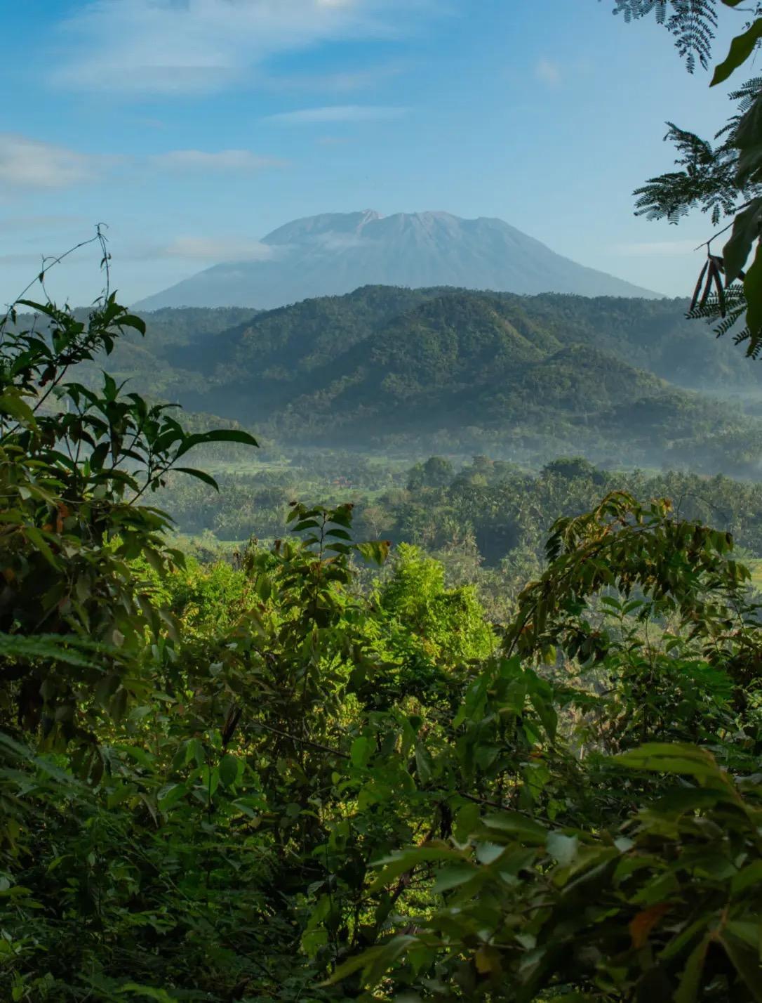 A hazy green valley and forested hills rise toward a volcano's peak, seen through branches in the foreground.