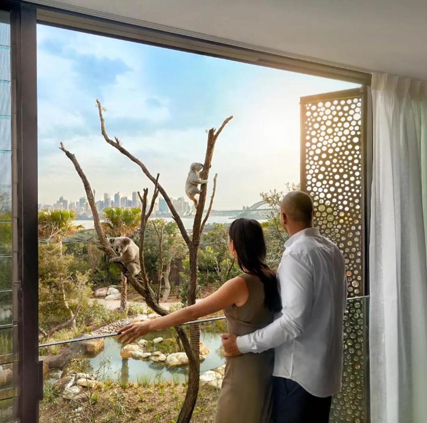 A couple seen from behind at an open window, looking out at two koalas in a tree with Sydney Harbour and the bridge beyond.