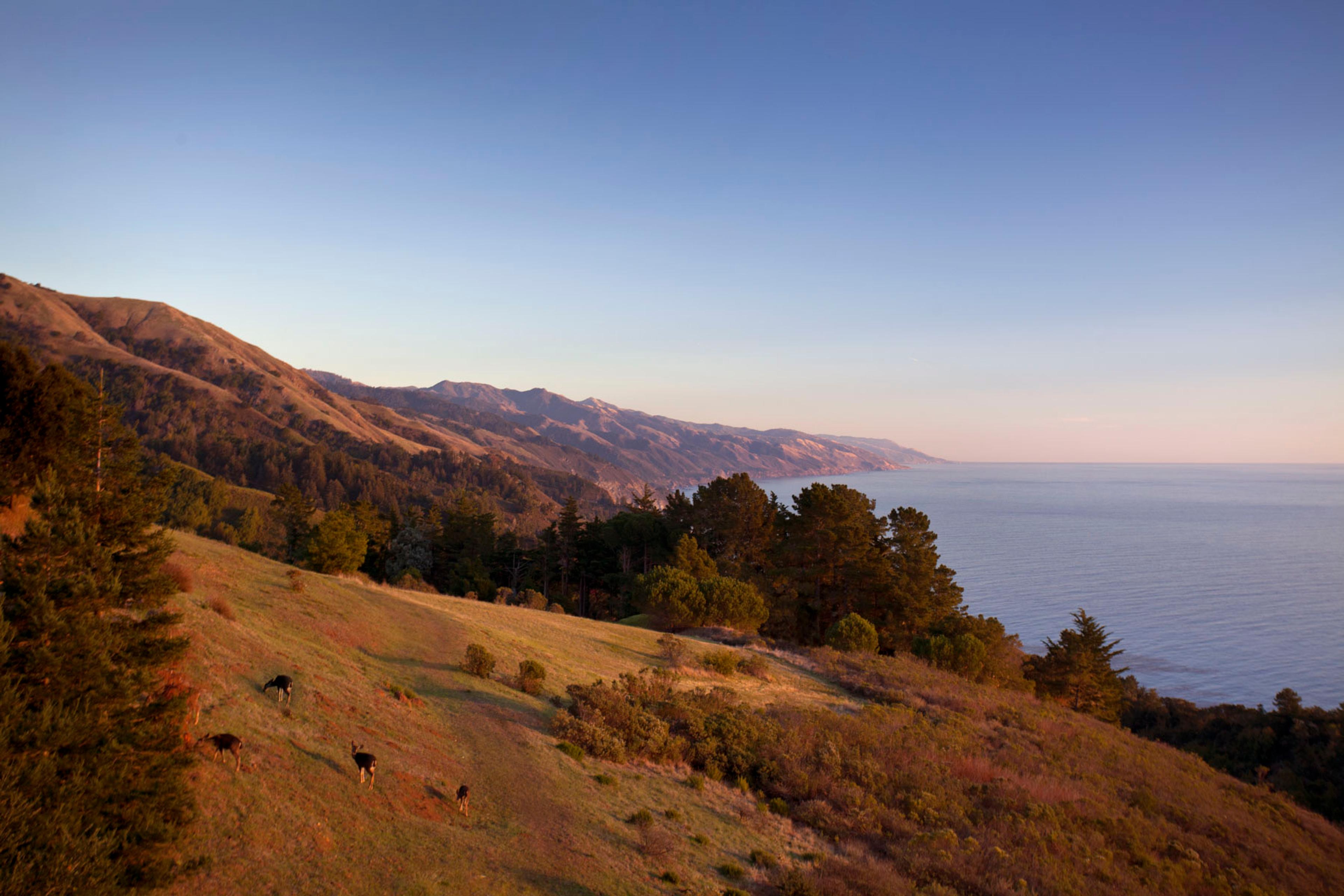 A hillside of grass and scrub above the ocean, three deer grazing among the trees, with coastal mountains fading into haze under a clear sky.