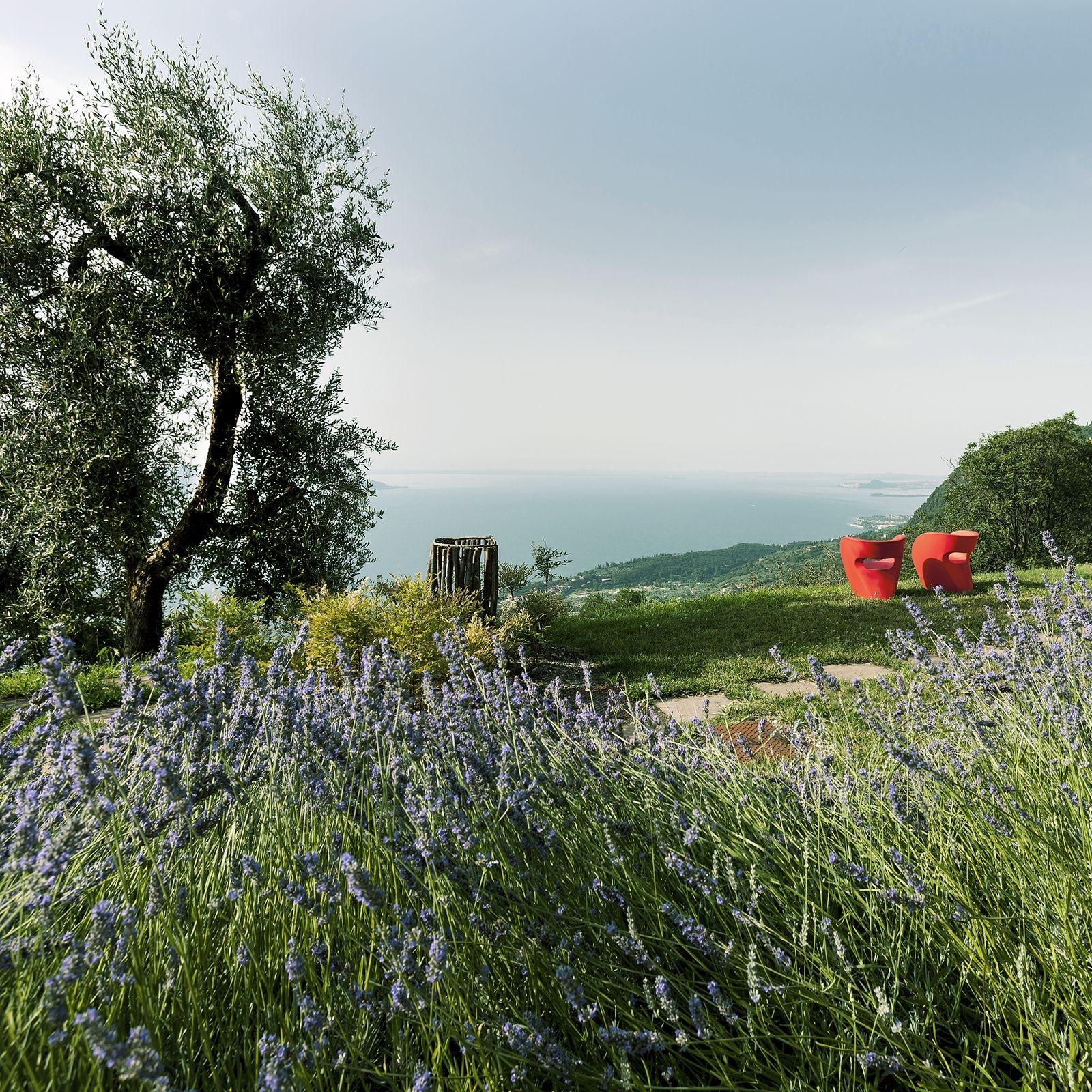 A hillside garden of lavender in bloom, with an olive tree, two red armchairs, and the lake visible below.