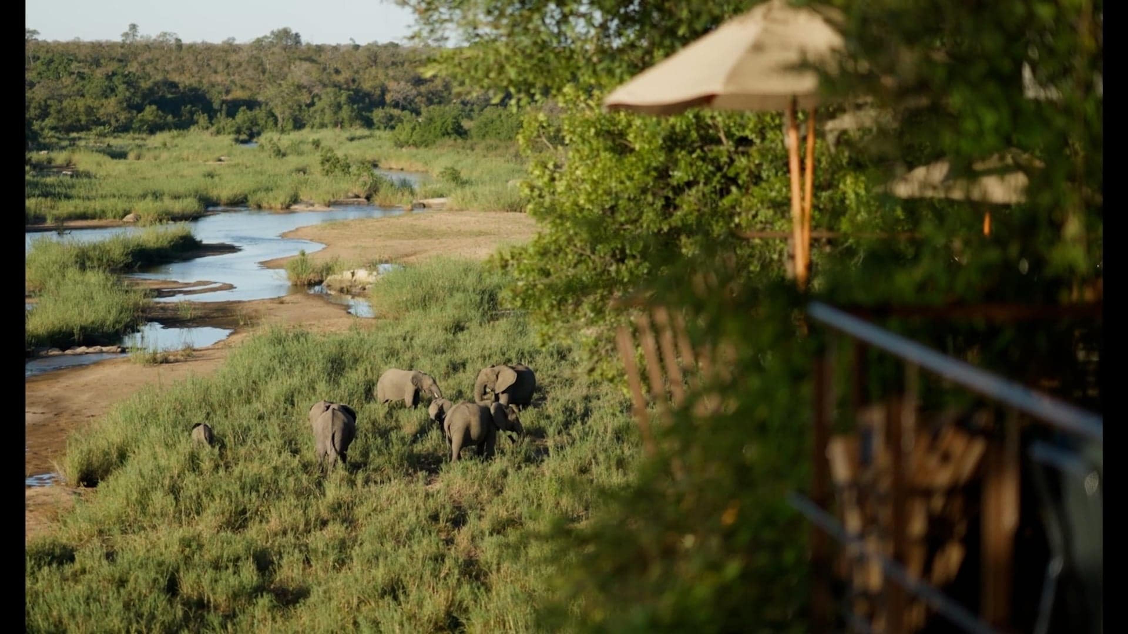 A wooden deck with a canvas umbrella overlooks a dry riverbed where a small herd of elephants walks along the bank.