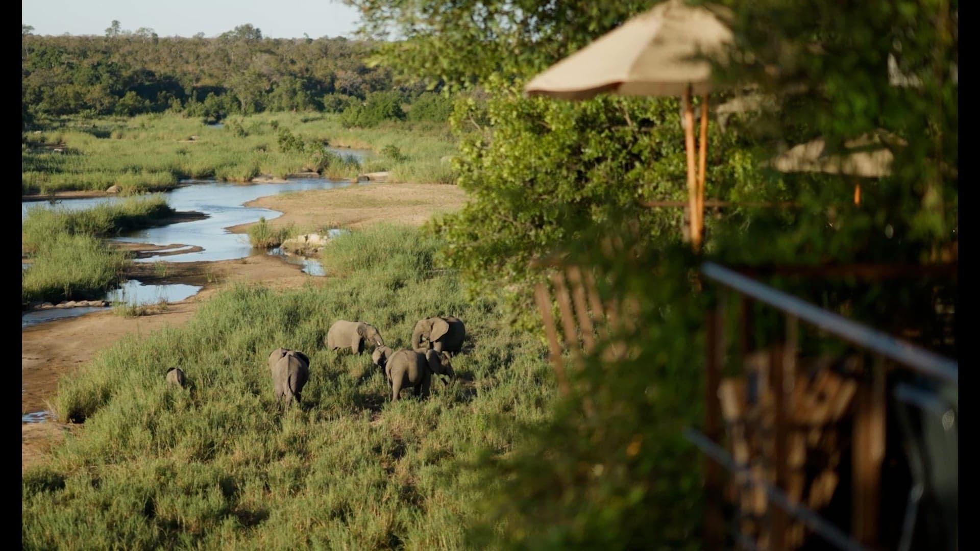 A wooden deck with a canvas umbrella overlooks a dry riverbed where a small herd of elephants walks along the bank.