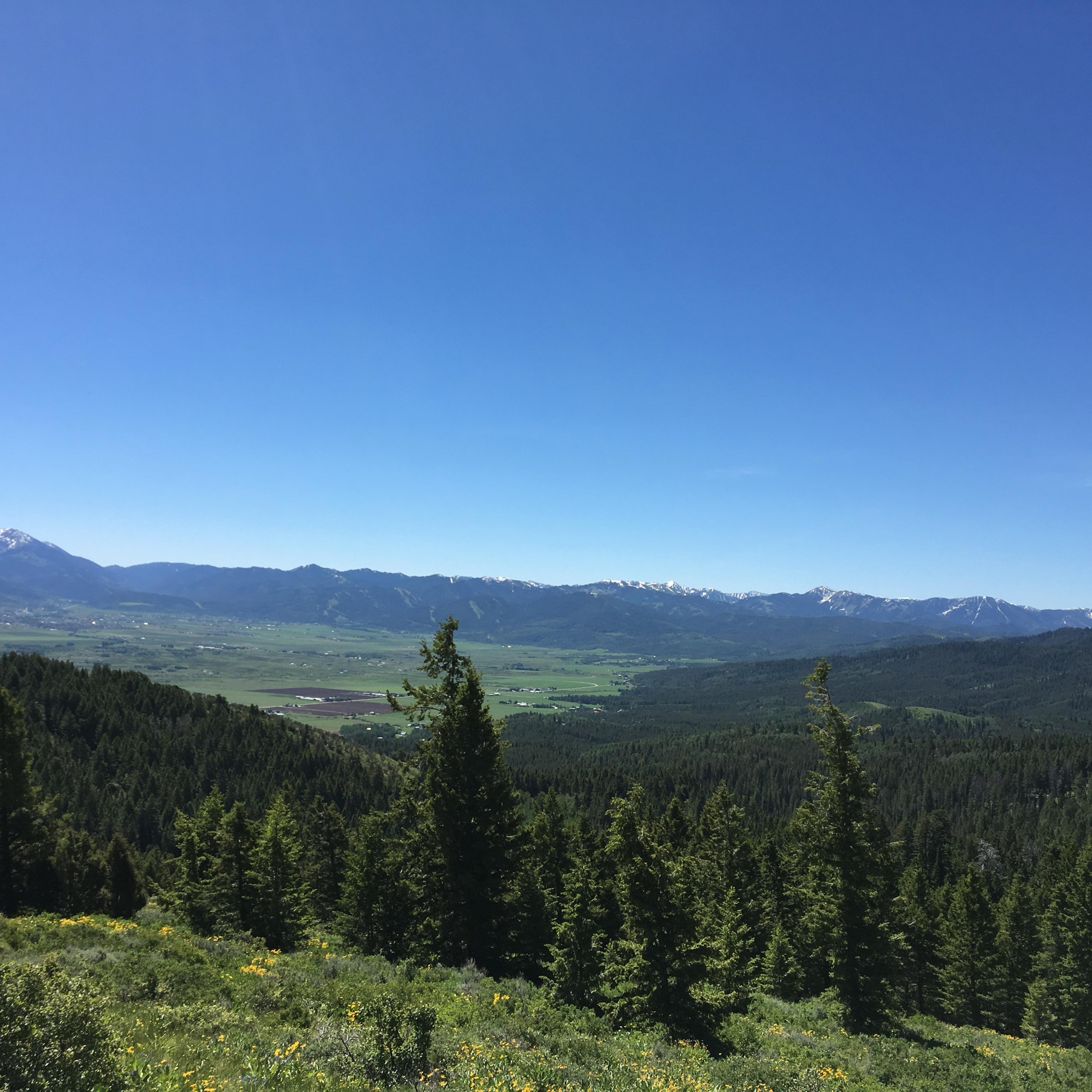 A wide green valley seen from a forested ridge, with a long range of mountains on the far side