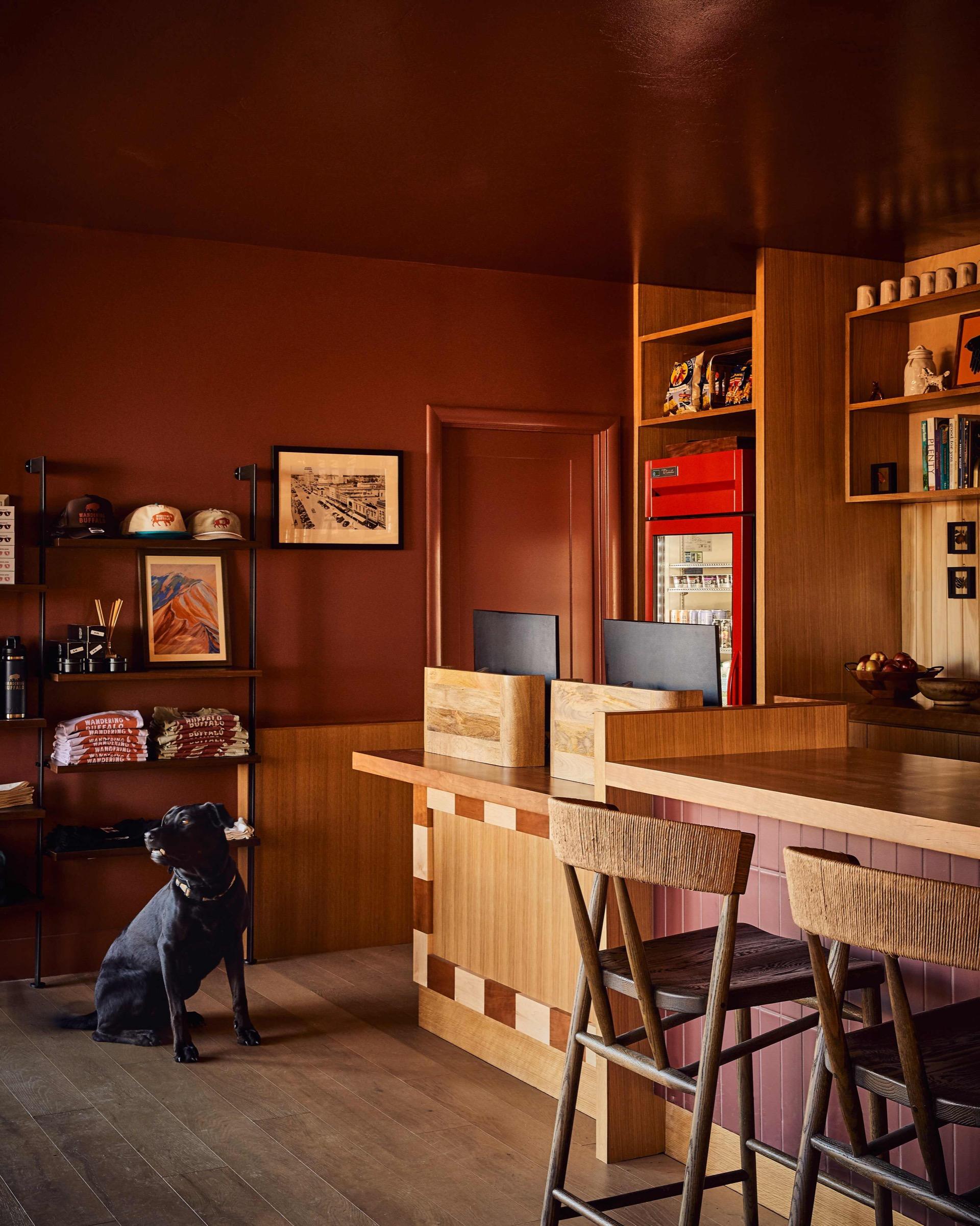 A black dog sitting on the floor of a shop and check-in area, beside shelves of caps and merchandise and a wooden counter.