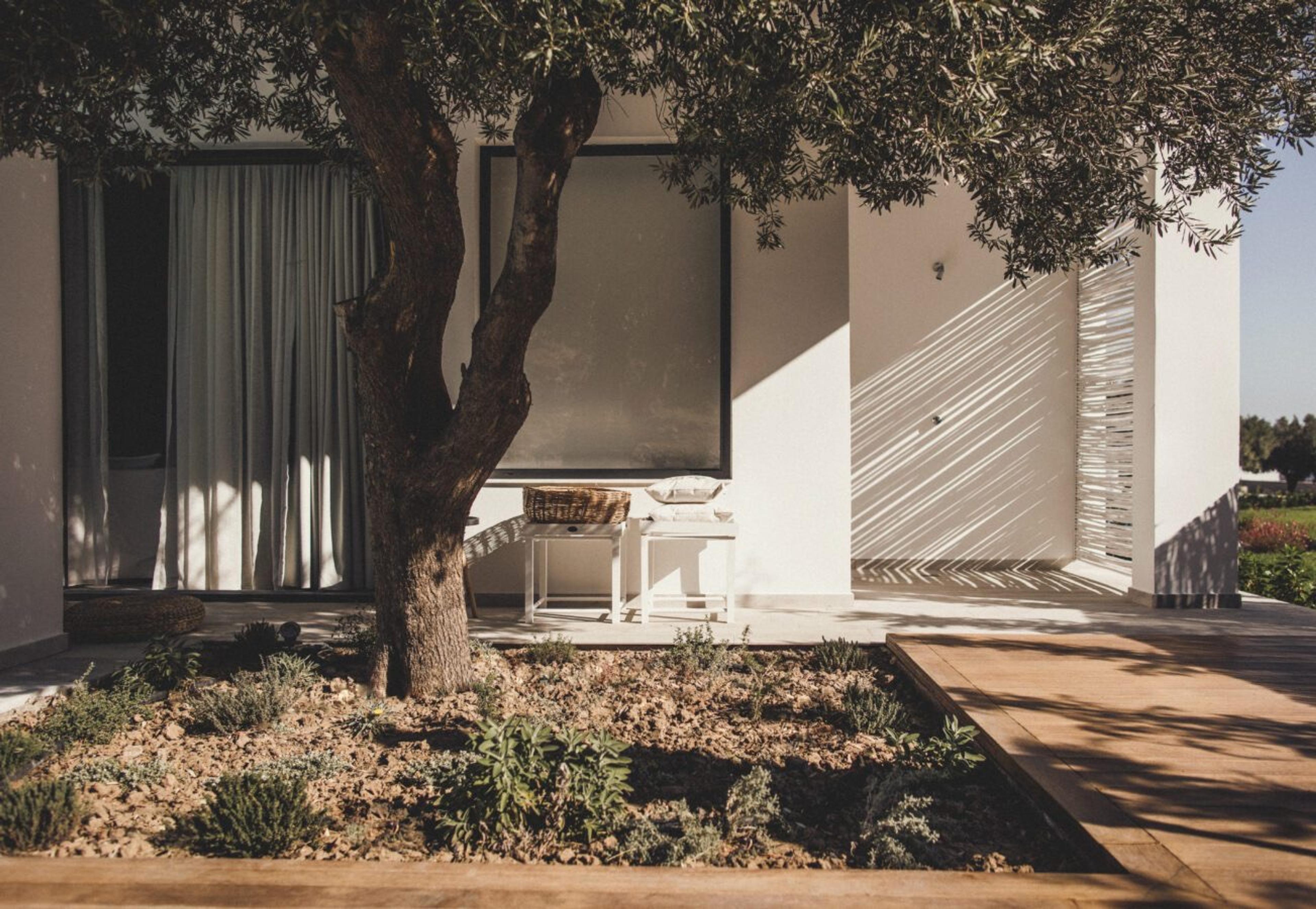 A shaded terrace beside a white wall has a large olive tree growing through its decking, a small white table with a basket, and a gauze-screened window.