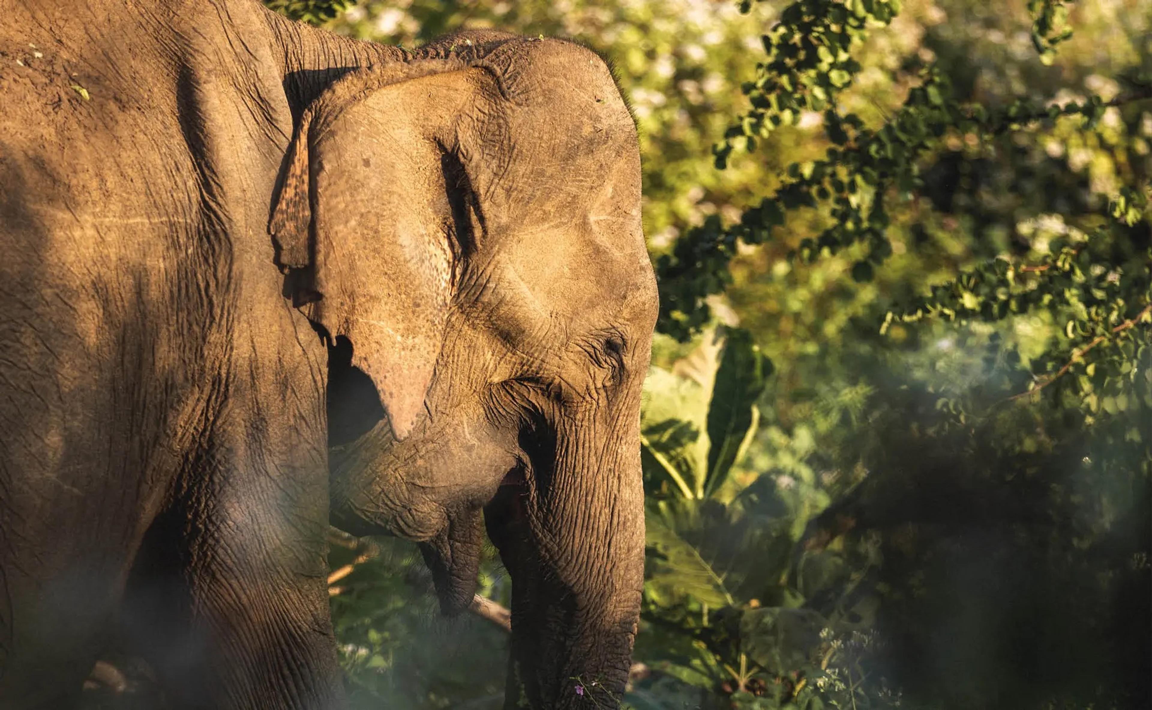 An Asian elephant seen close up in profile, its ear and trunk sharp against blurred green foliage.