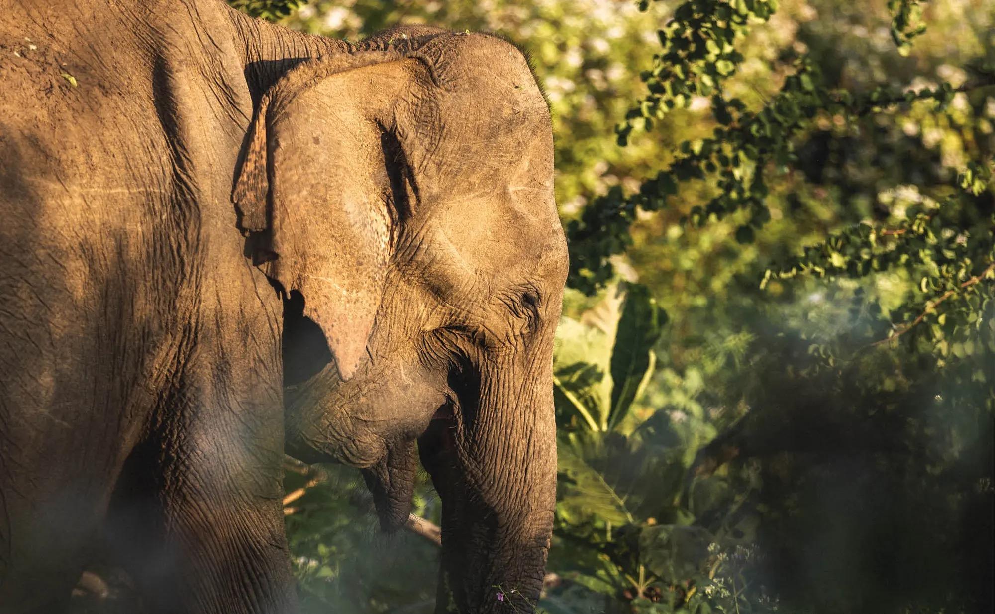 An Asian elephant seen close up in profile, its ear and trunk sharp against blurred green foliage.