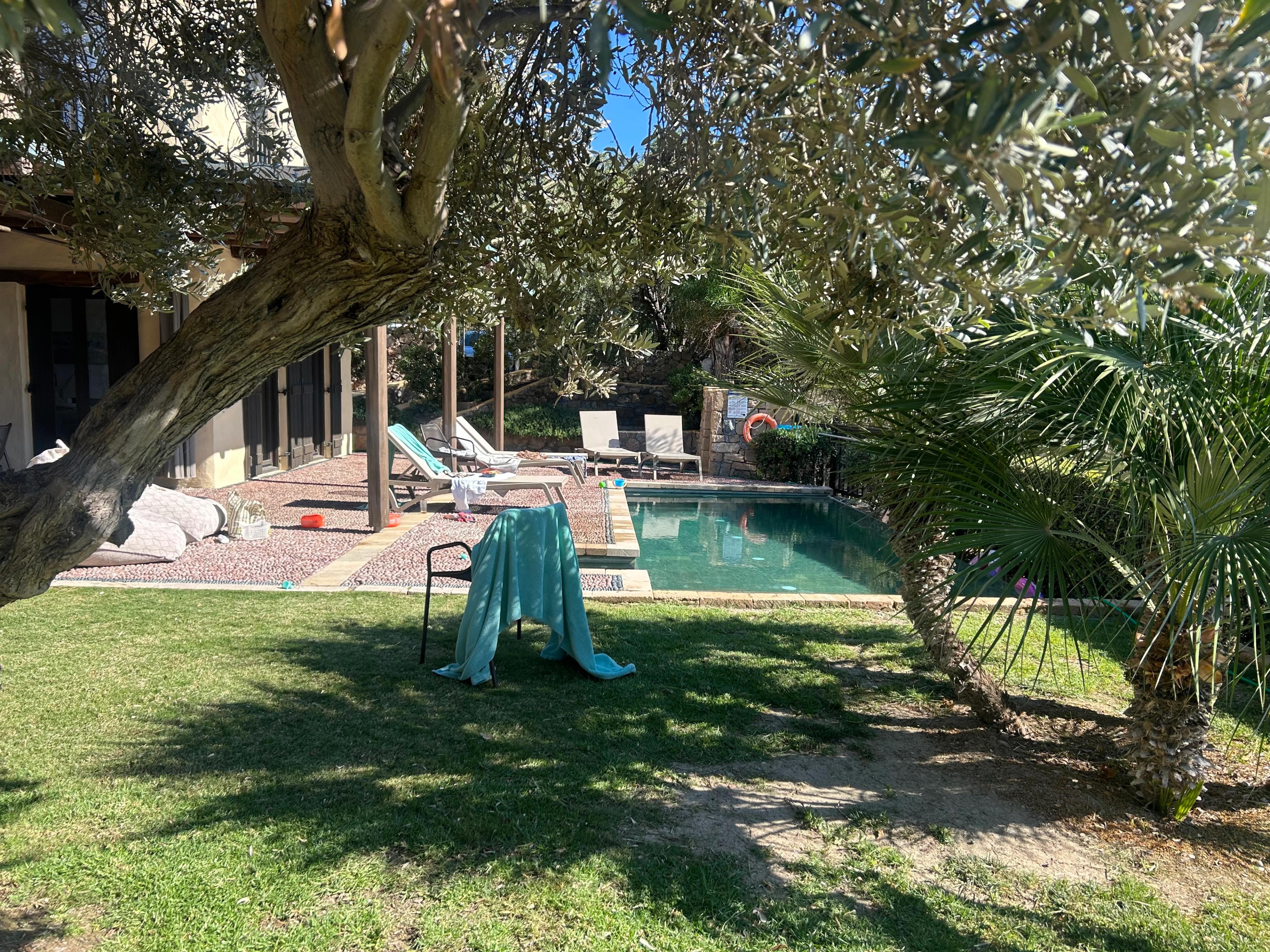The pool seen from the garden in dappled shade beneath an old olive tree, sun loungers along one side