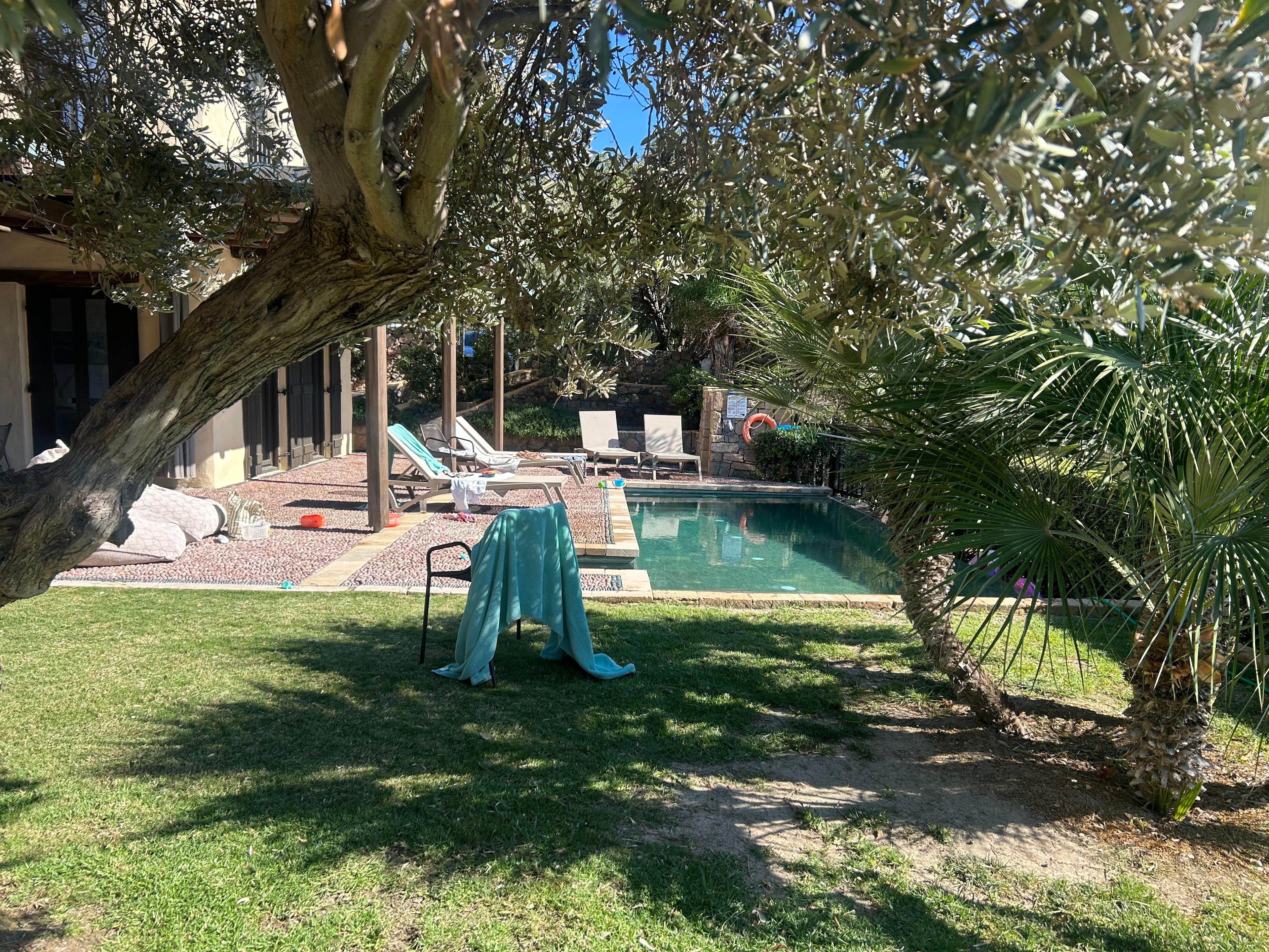 The pool seen from the garden in dappled shade beneath an old olive tree, sun loungers along one side