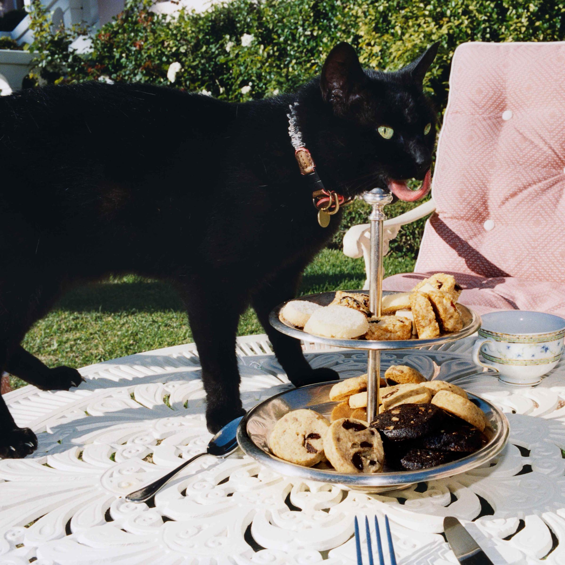 A black cat stands on a white ornate metal table outdoors, beside a two-tier stand of biscuits and a teacup, with a pink chair and bushes behind.