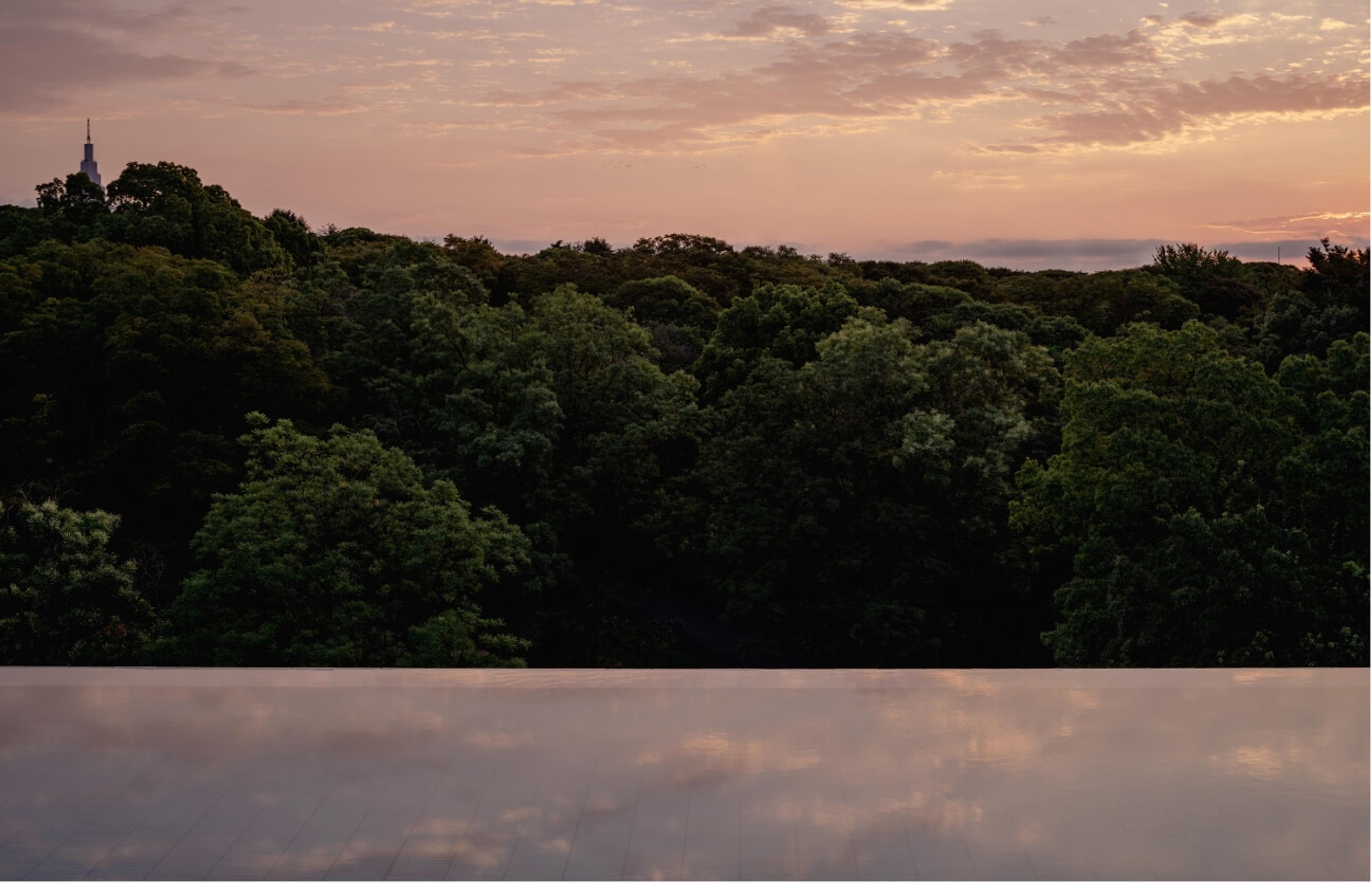 a pink and orange sunset over the dense treetops of Yoyogi Park, seen from a rooftop pool edge