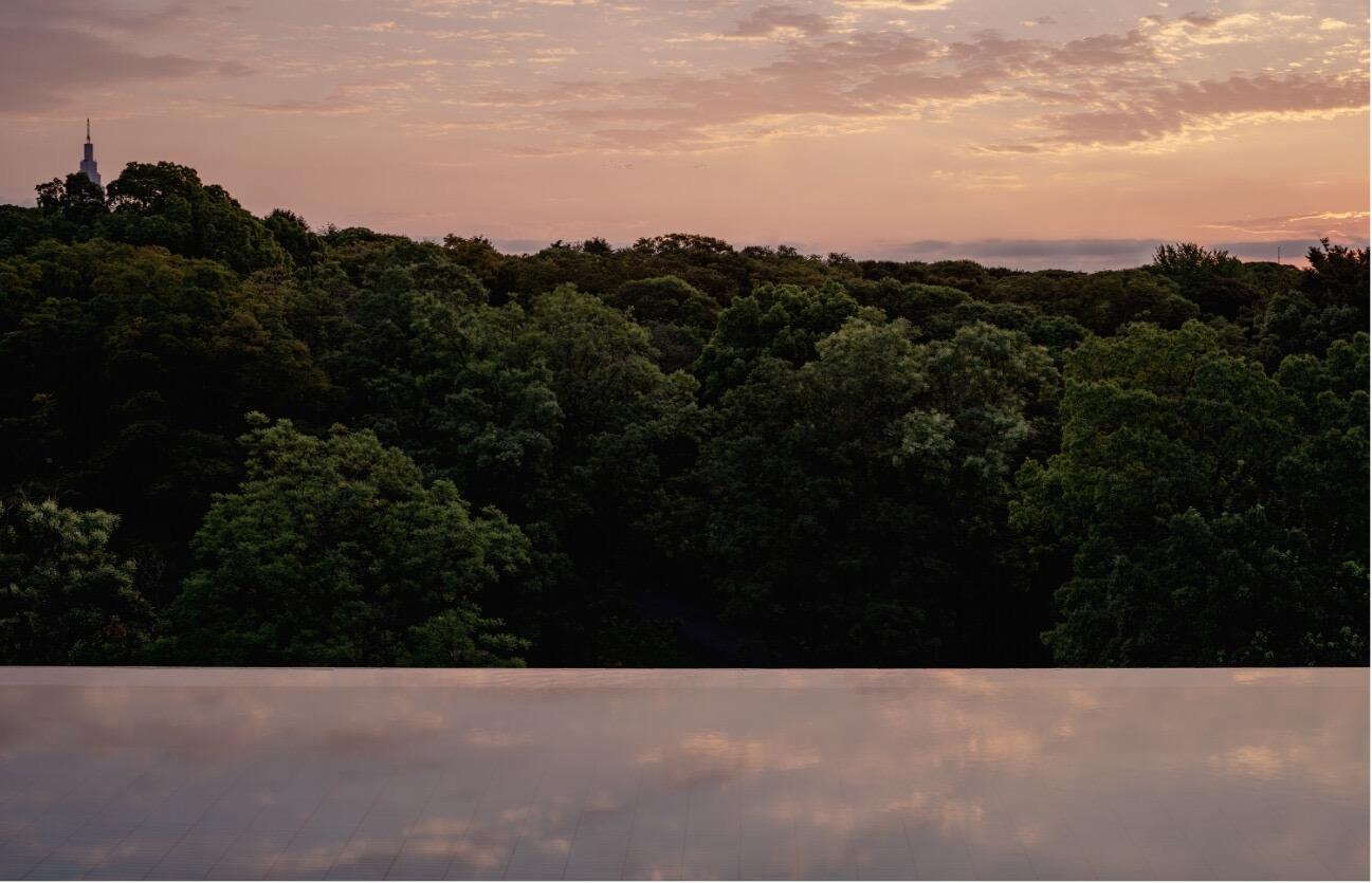 a pink and orange sunset over the dense treetops of Yoyogi Park, seen from a rooftop pool edge