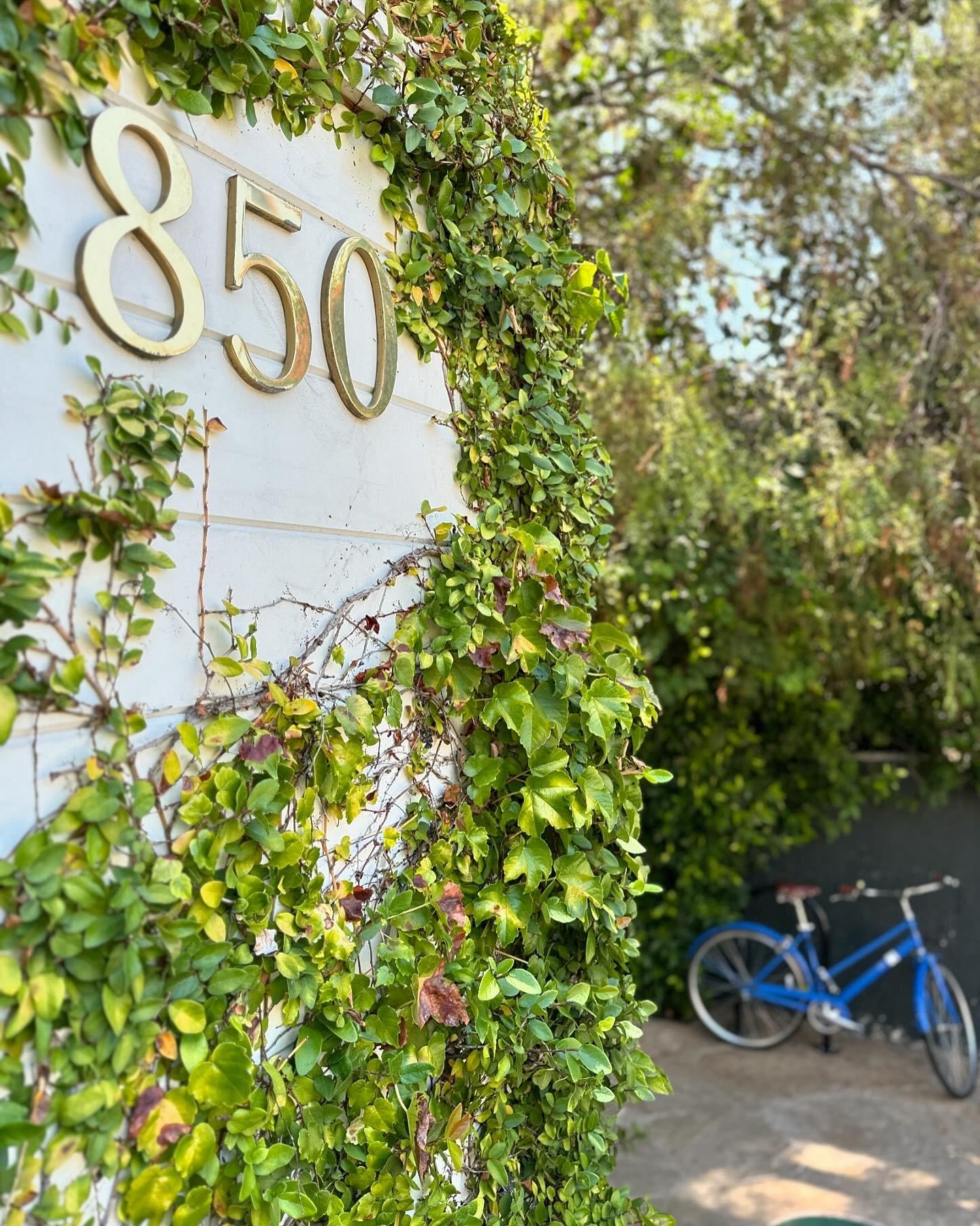 The number 850 in brass on a white clapboard wall covered in climbing ivy, with a blue bicycle parked below.