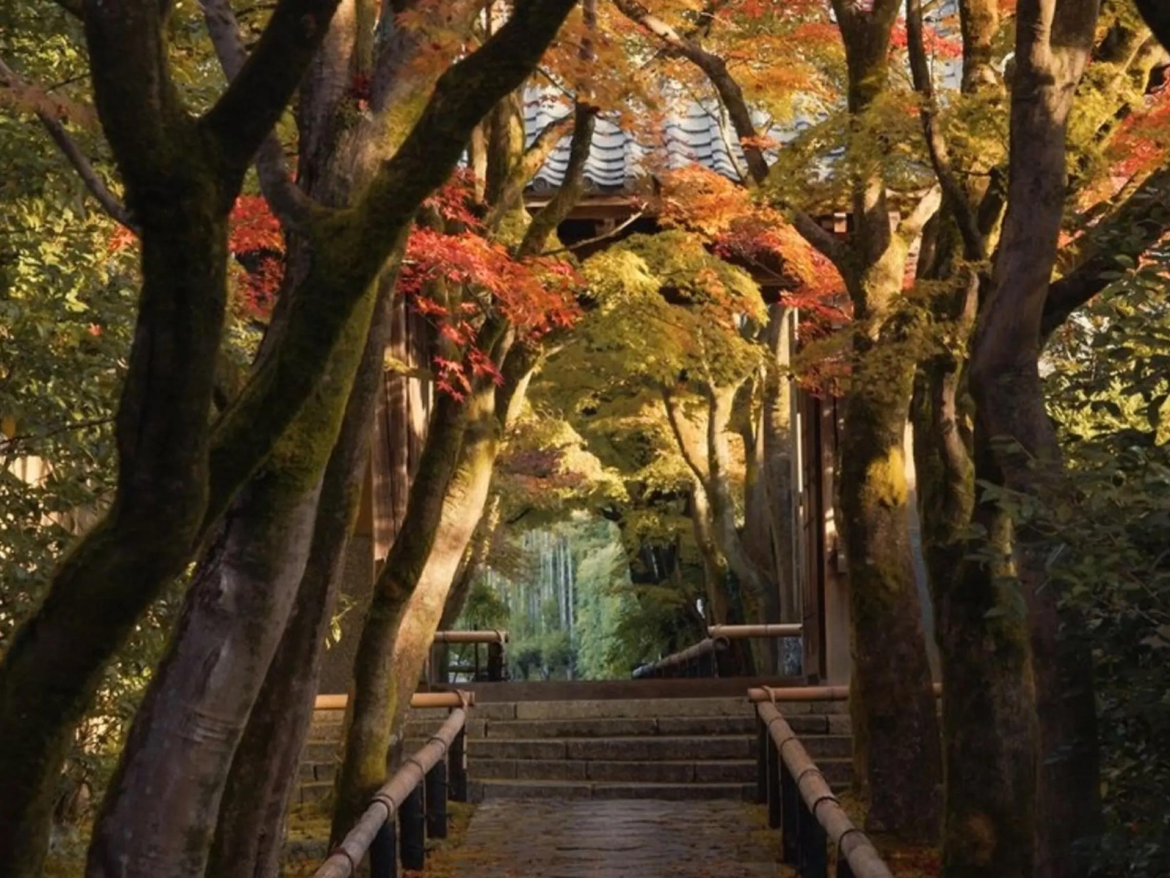 Stone steps under autumn maples climbing to a roofed gate in Kyoto, from Aman Kyoto's photographs of the city around it