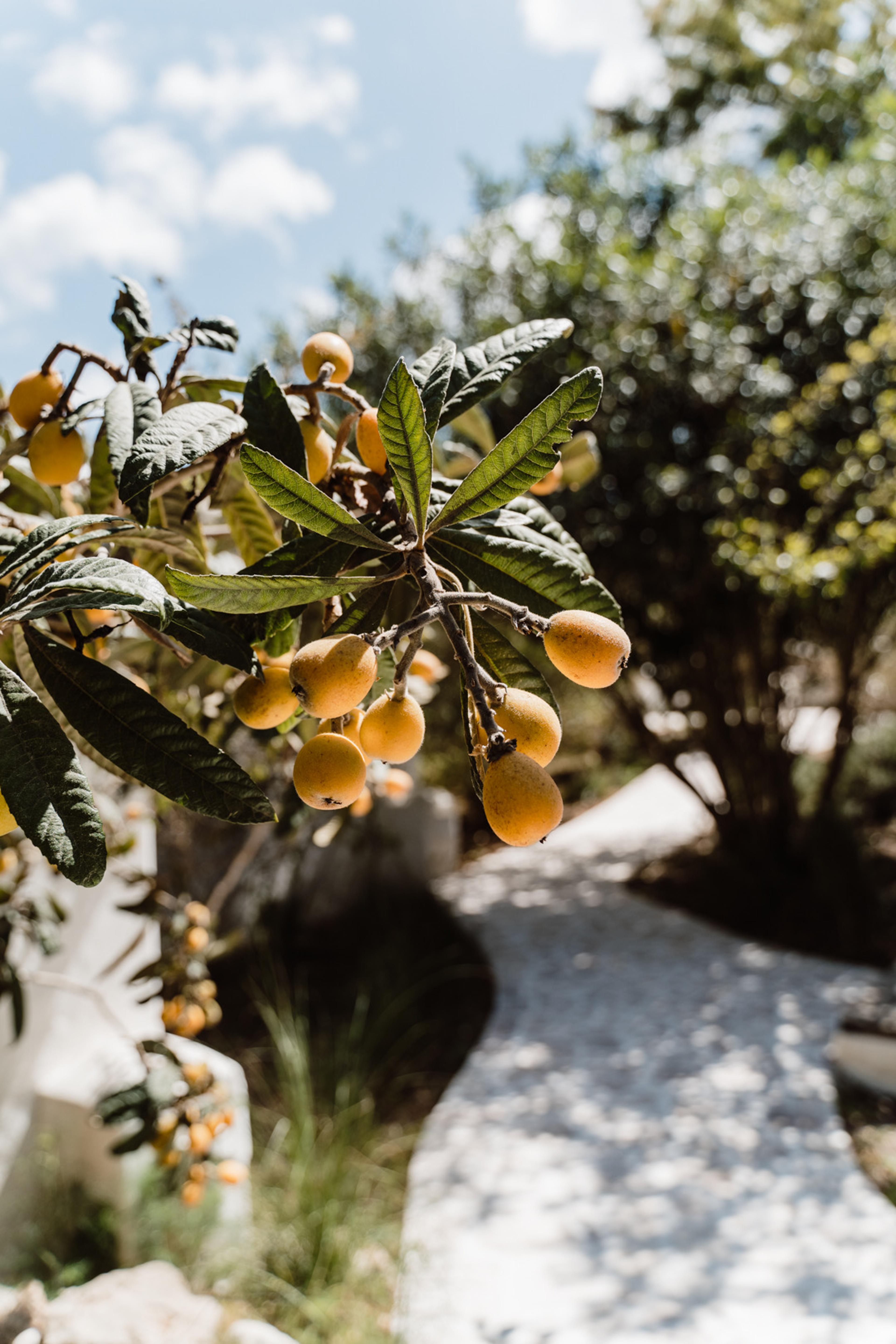A branch of loquat fruit and leaves against a blurred garden path and sky.
