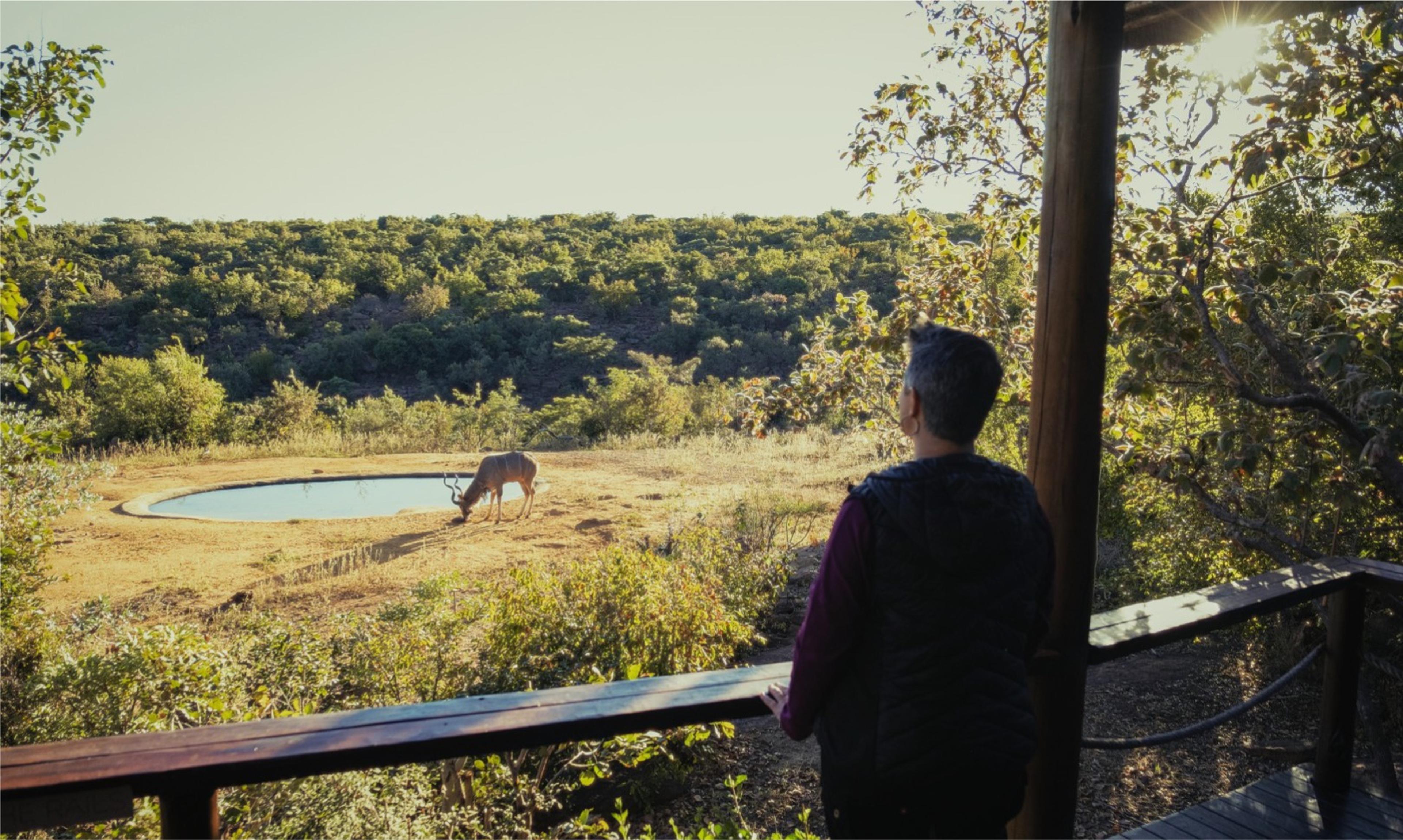 A guest standing at a deck railing watching a kudu drink from a waterhole below, bush and hills in the evening light beyond.