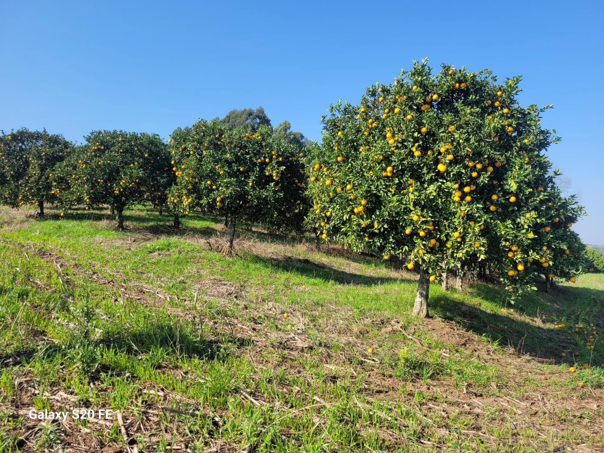 Área de terra rural-Comunidade Parobé-Itatiba do Sul — foto 4