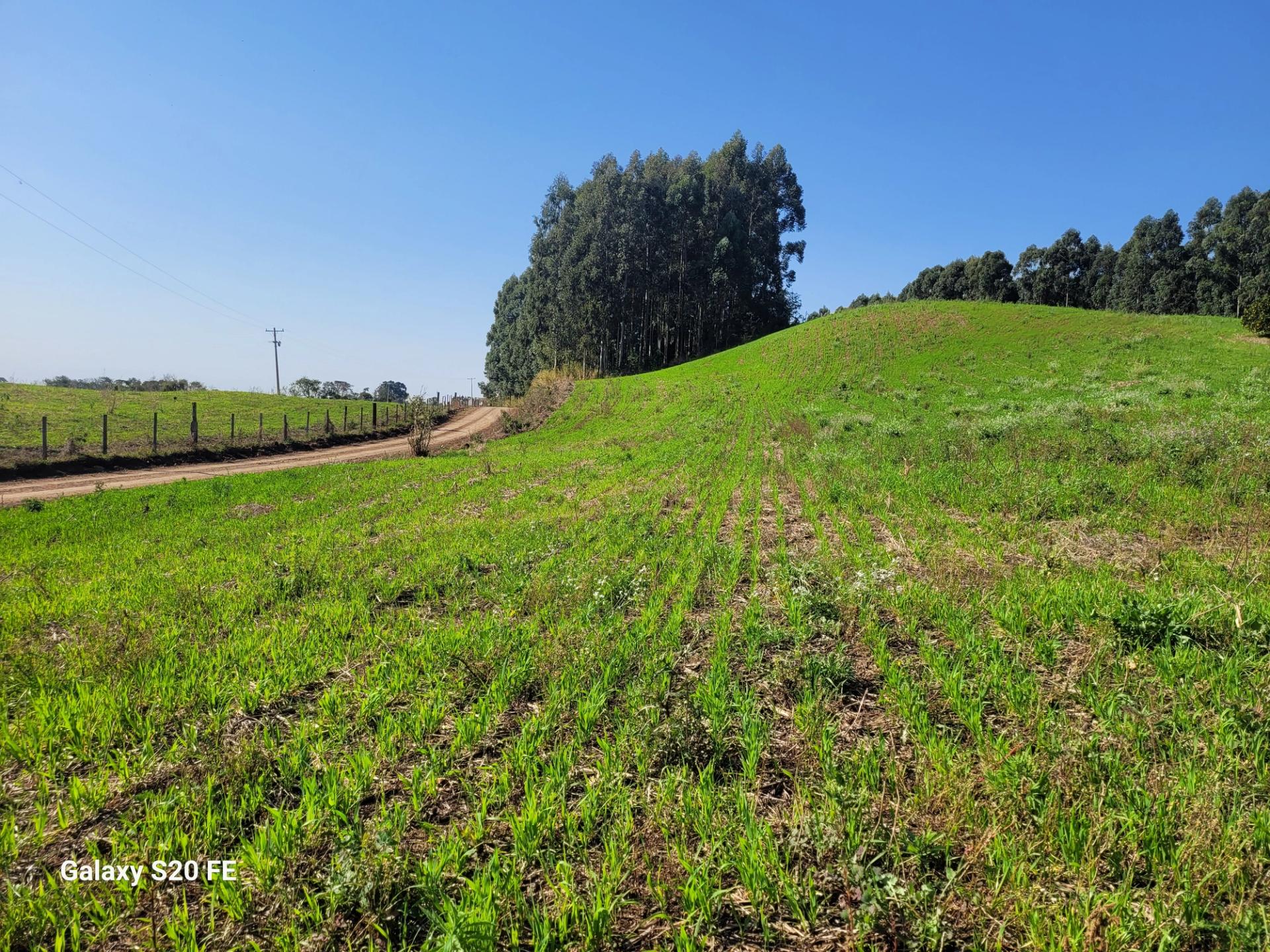 Área de terra rural-Comunidade Parobé-Itatiba do Sul — foto 2