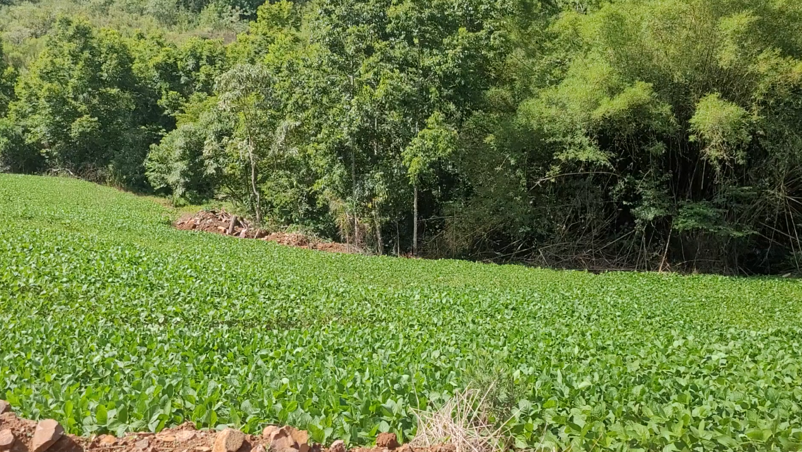 Chácara Km 6 Santa Lúcia — foto 3