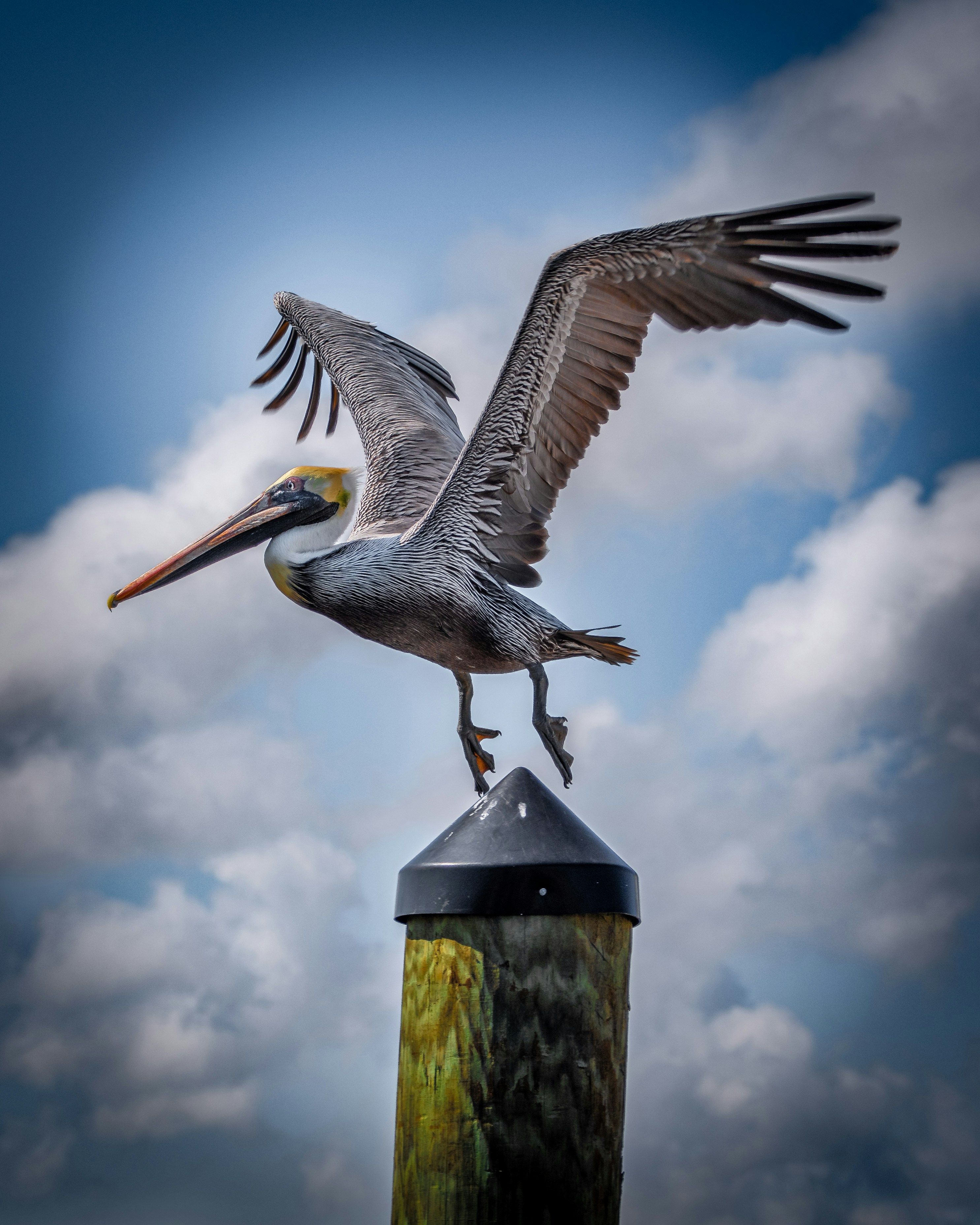 A sea bird on top of a wooden post.